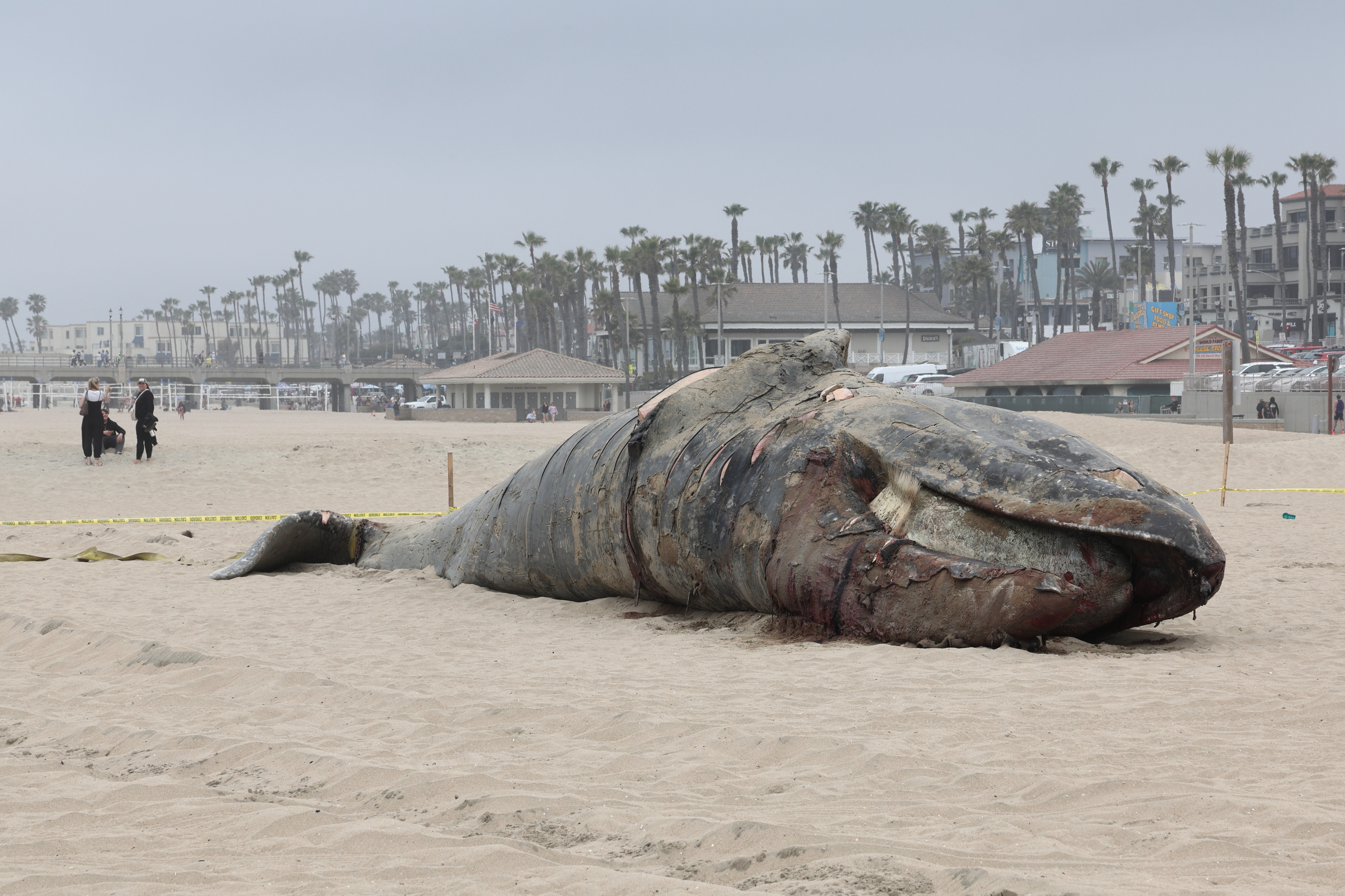 A dead gray whale on a beach — 145 gray whale deaths recorded from Mexico to Alaska so far in 2026
