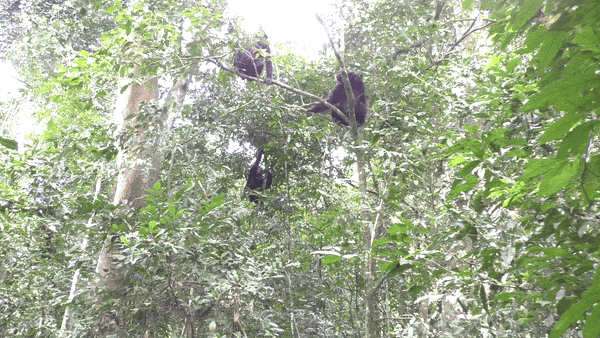 gif of three chimpanzees high up in trees; one of them moves over a bit and reaches out to another, that one then taps her hand