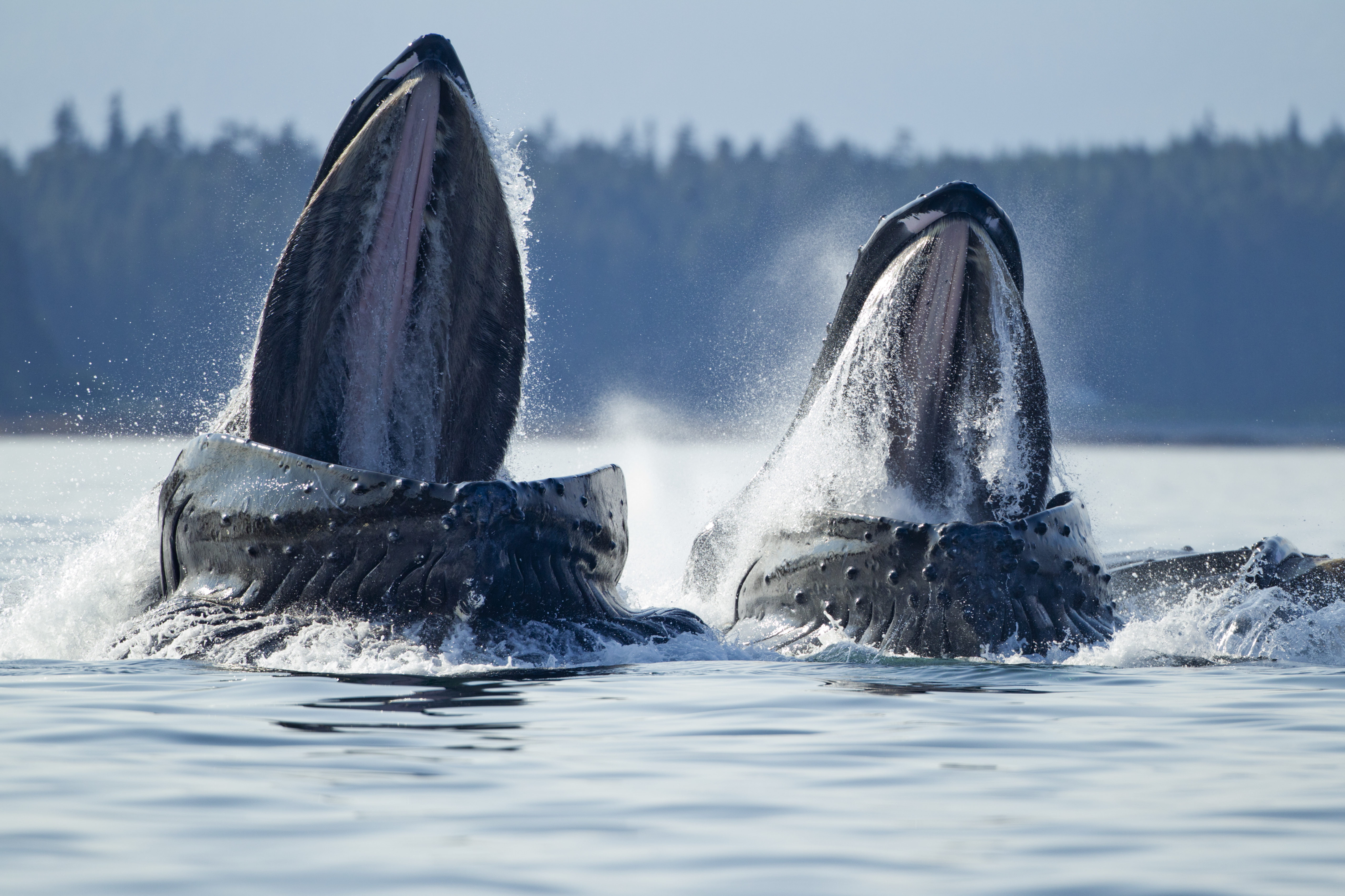 Why Don't Whales Choke When They Swallow Water? | Smart News - Vimarsana News