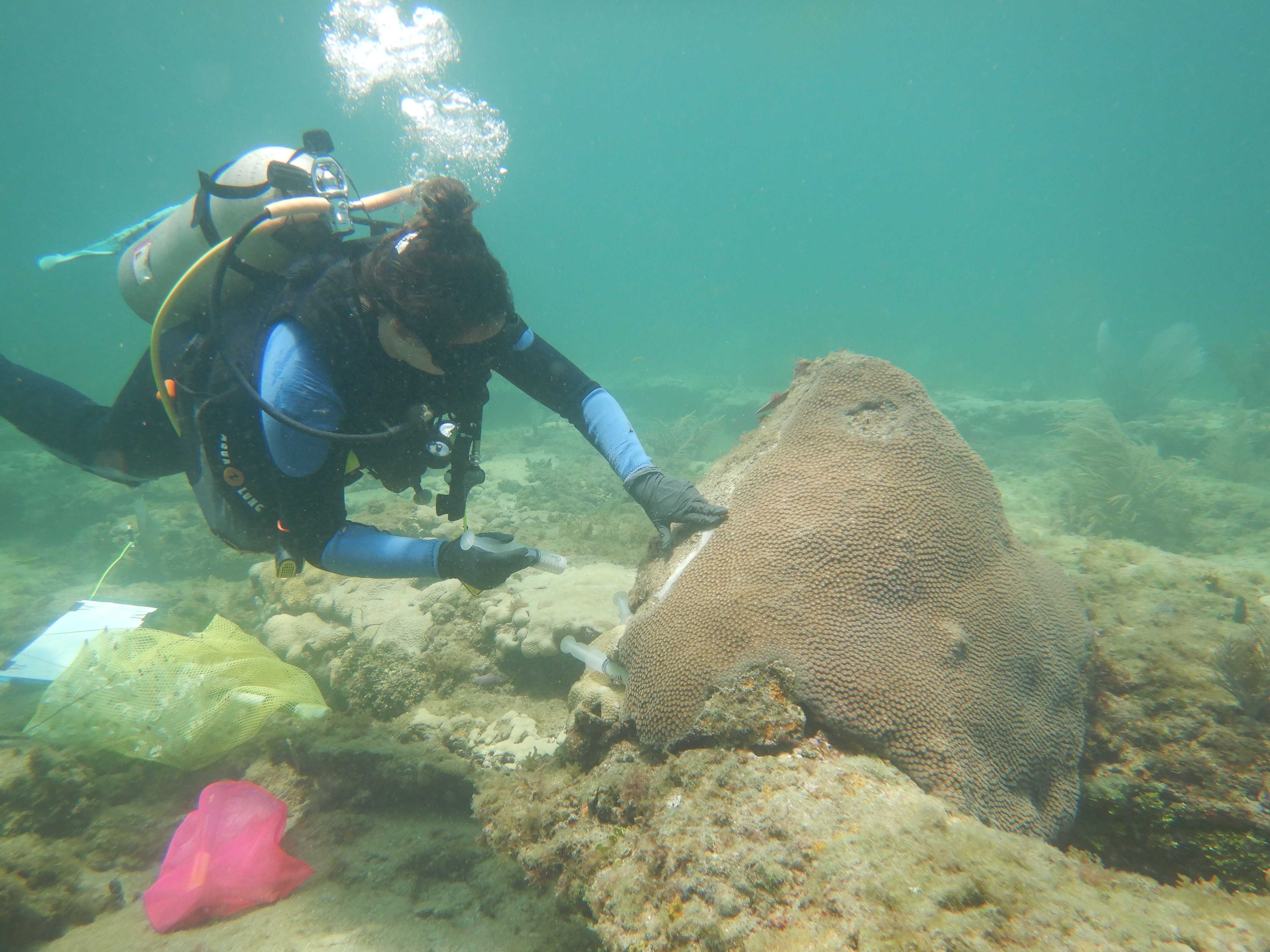 Scuba diver touching coral underwater