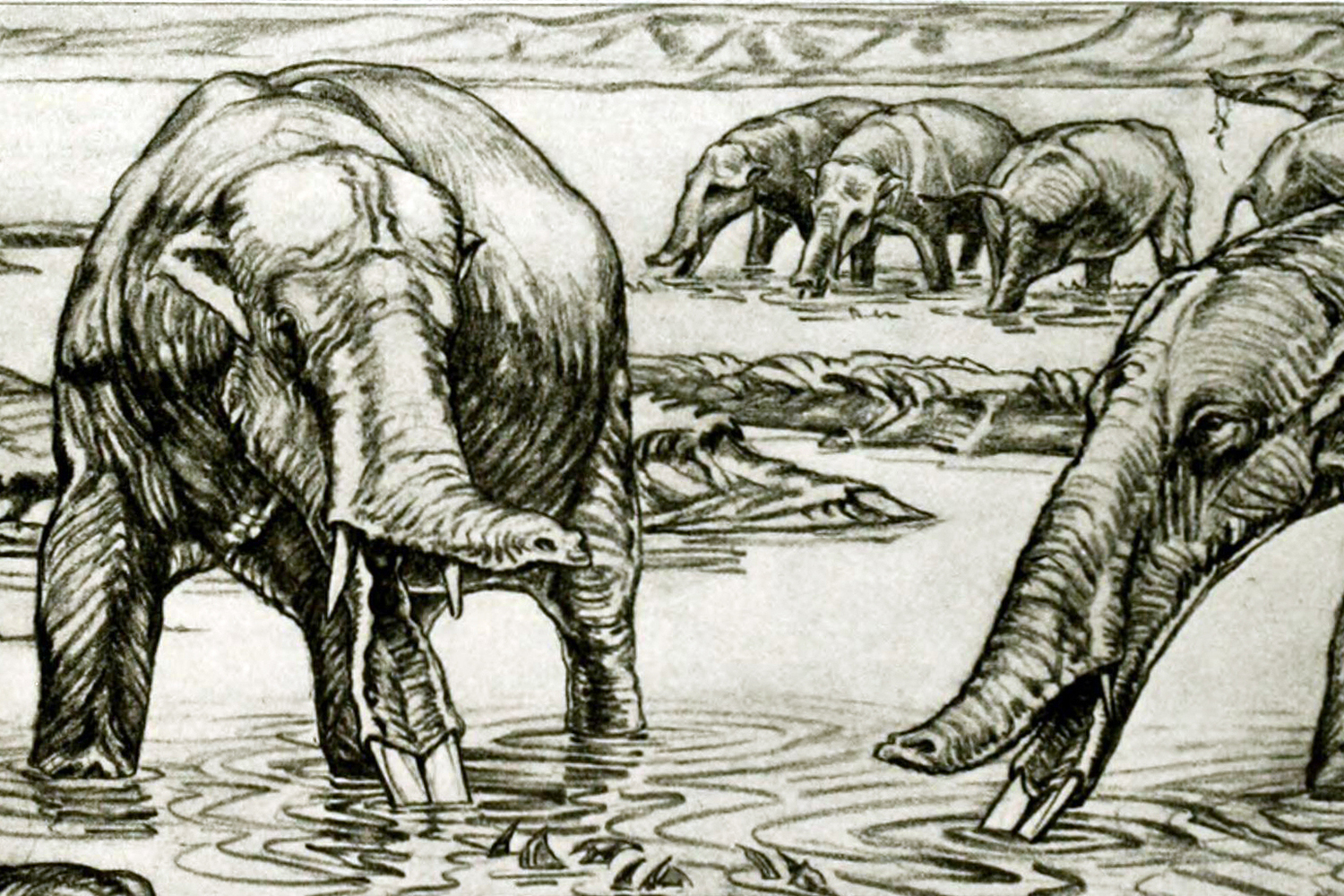 シャベル牙を持った奇妙なゾウ、専門家が歯を詳しく調べるまで古生物学者たちは困惑していた