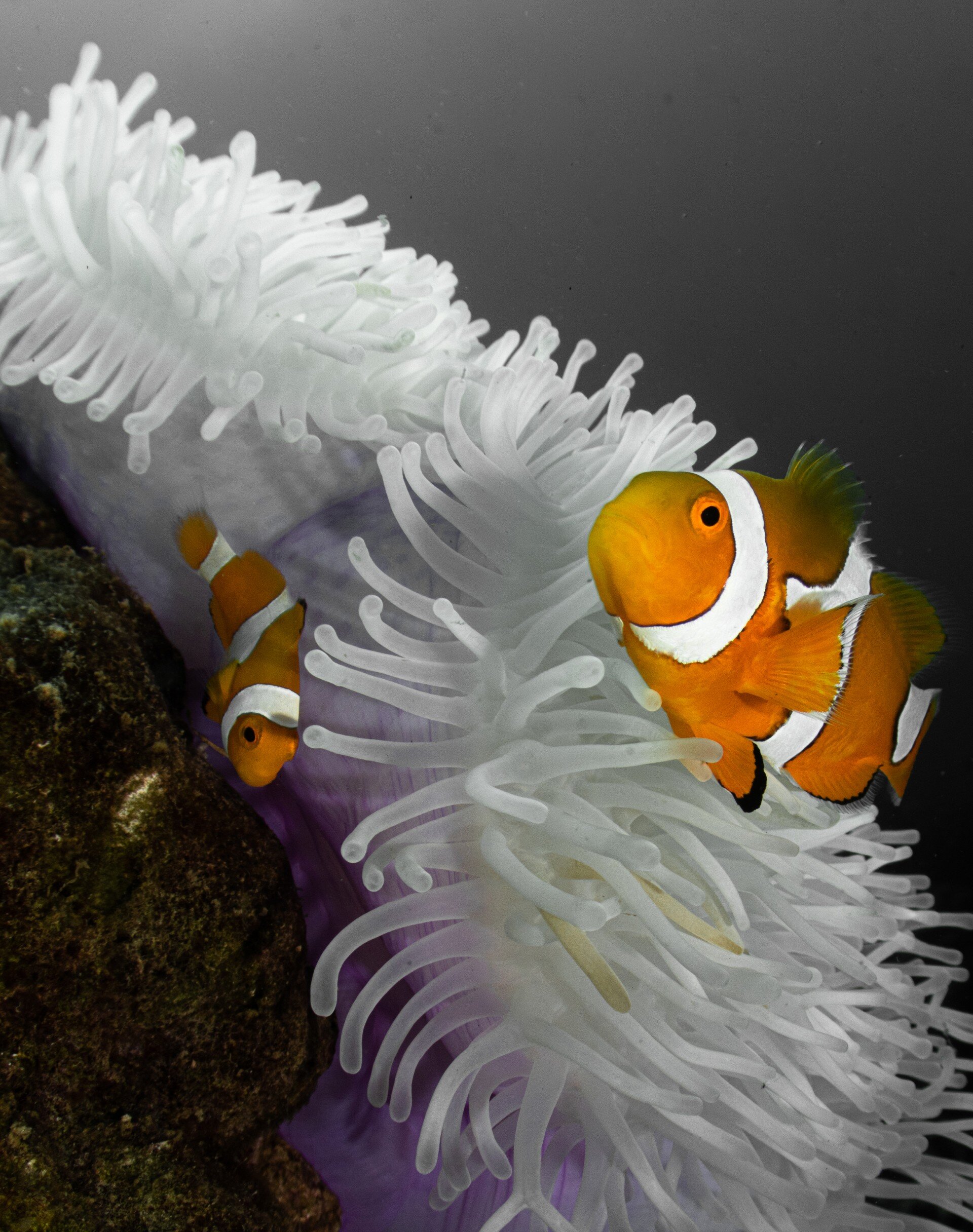 Clownfish