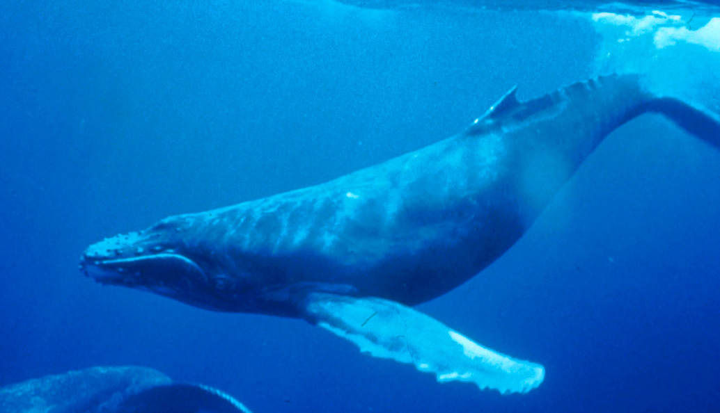 Scientists Propose the Creation of a Global Aquatic Sound Library | Smart News - Vimarsana News