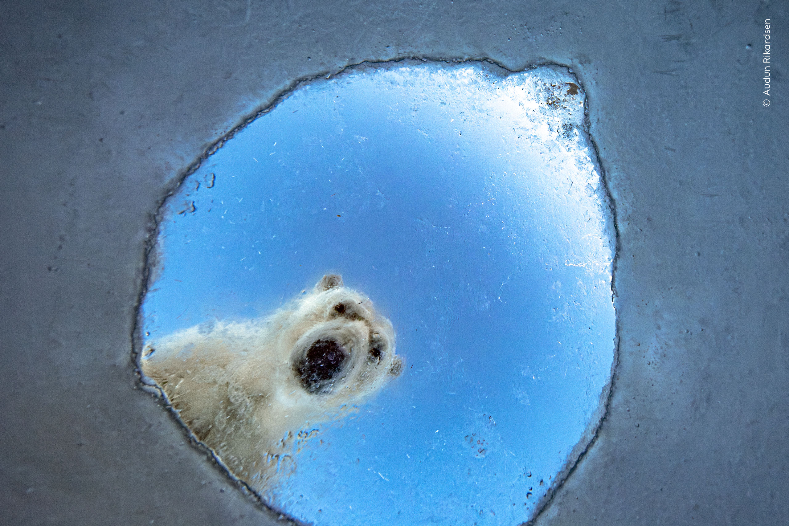 Wildlife Photographer of the Year: Stunning People’s Choice Finalists