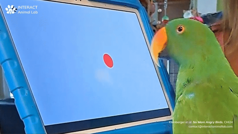 Green parrot playing a tablet game