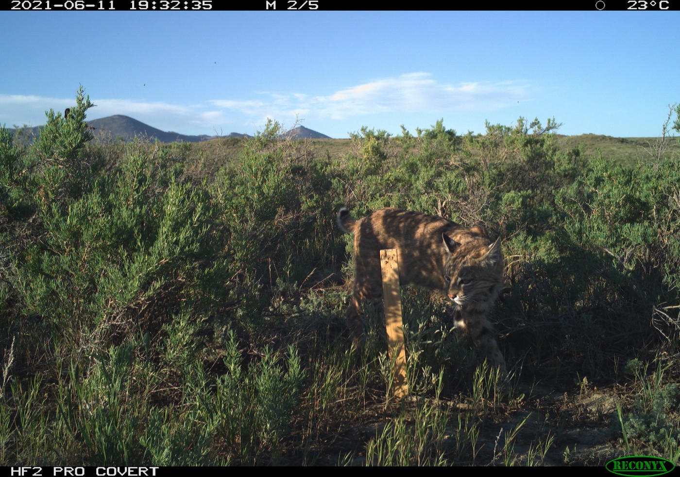How I Study Elusive Prairie Bobcats - Vimarsana News