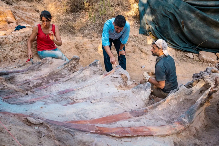Portuguese Man Accidentally Finds 82-Foot-Long Dinosaur in His Backyard | Smart News - Vimarsana News