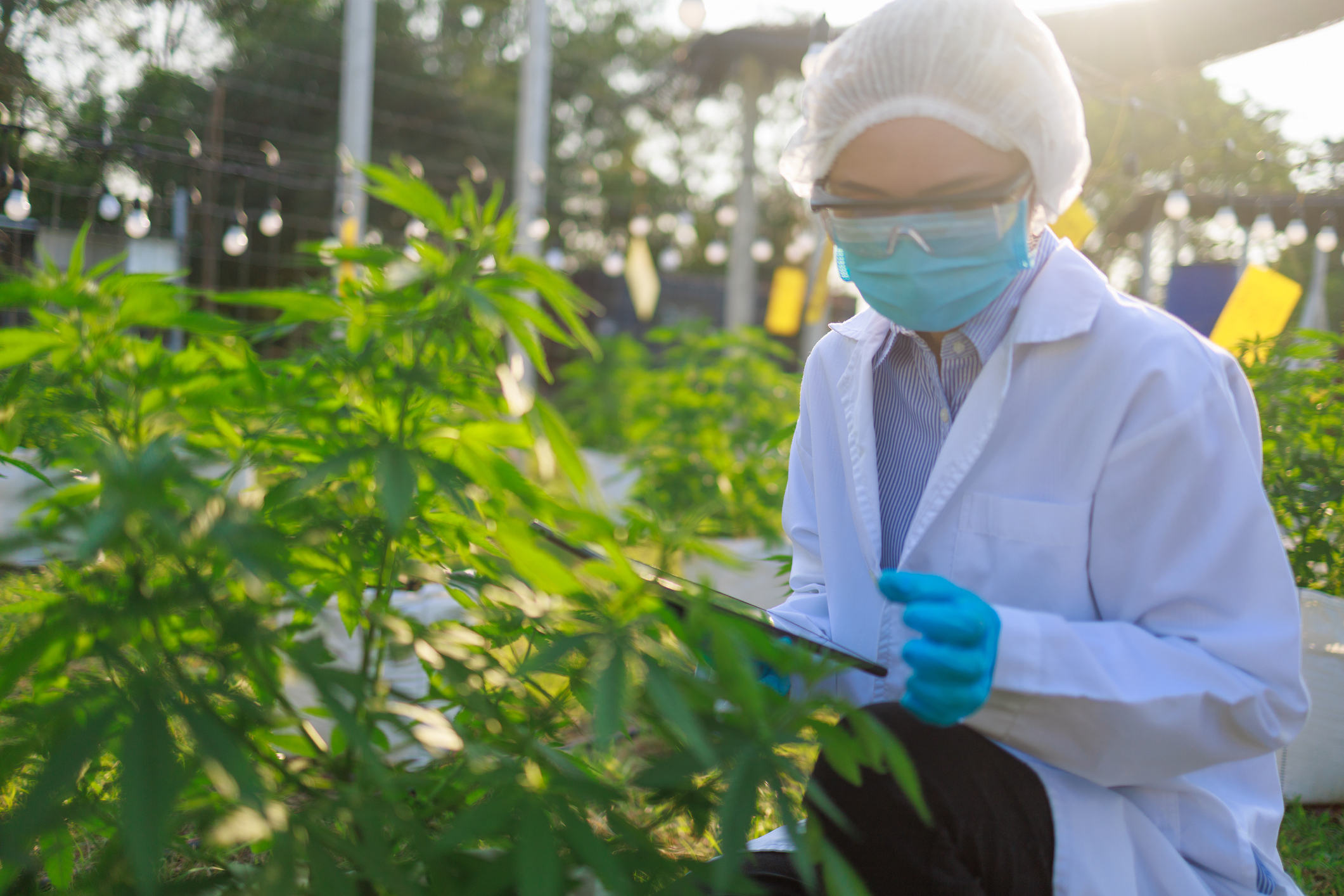 New U.S. Law Will Boost Marijuana Research | Smart News - Vimarsana News