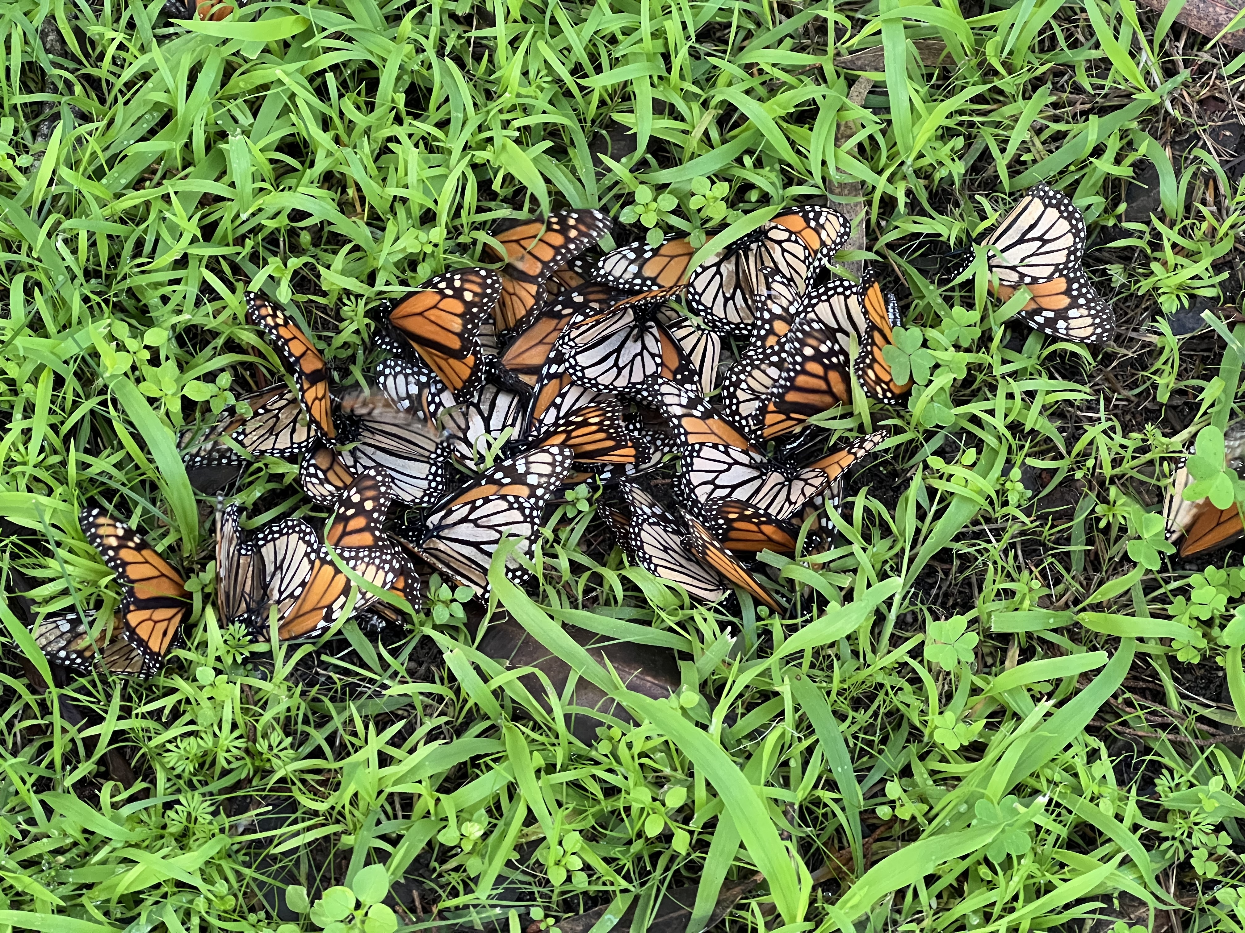 a clump of monarch butterflies on the ground