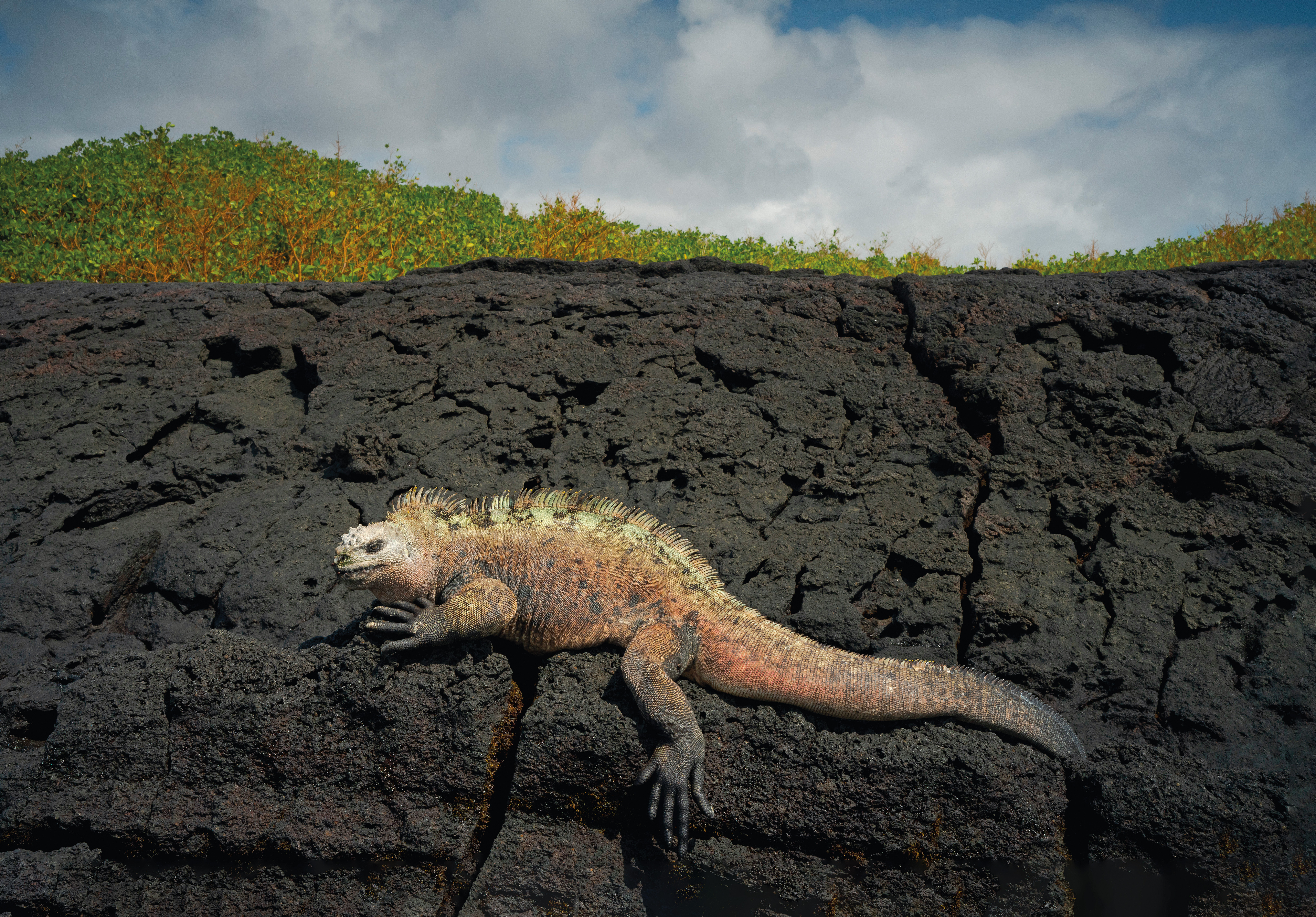 Behold: The Galápagos' Marine Iguana | Science | Smithsonian Magazine - Vimarsana News