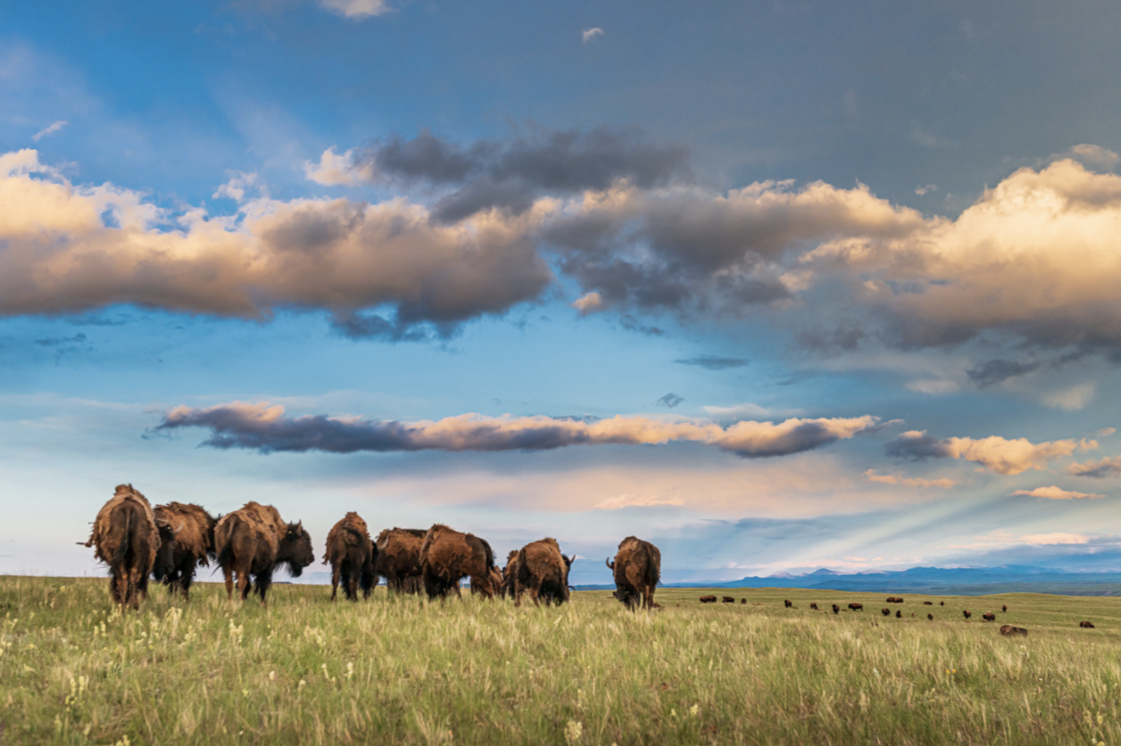 For the Love of the Buffalo - Vimarsana News