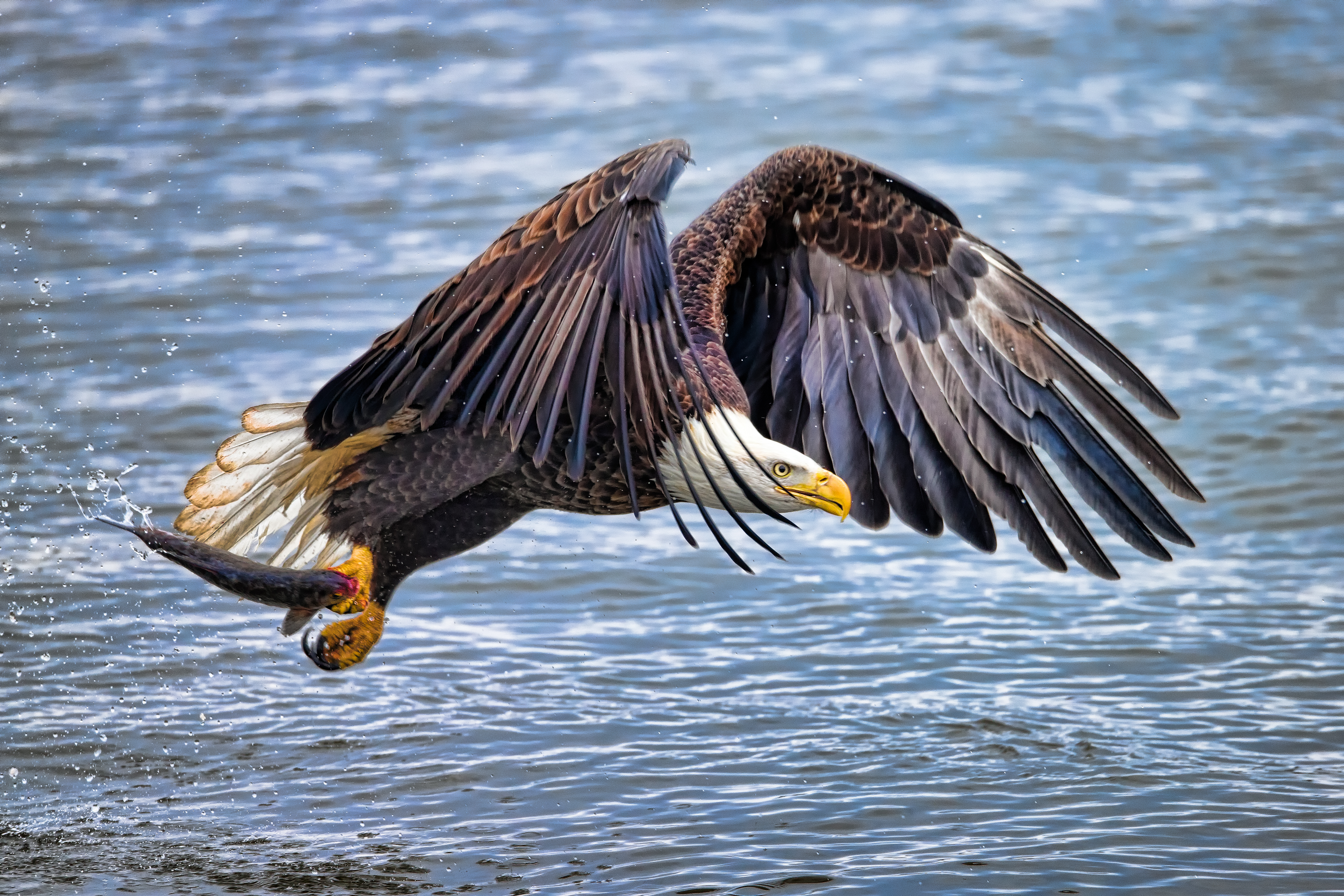 After 35 Years of Recovery Efforts, Bald Eagles Are No Longer Considered Endangered in Vermont | Smart News - Vimarsana News
