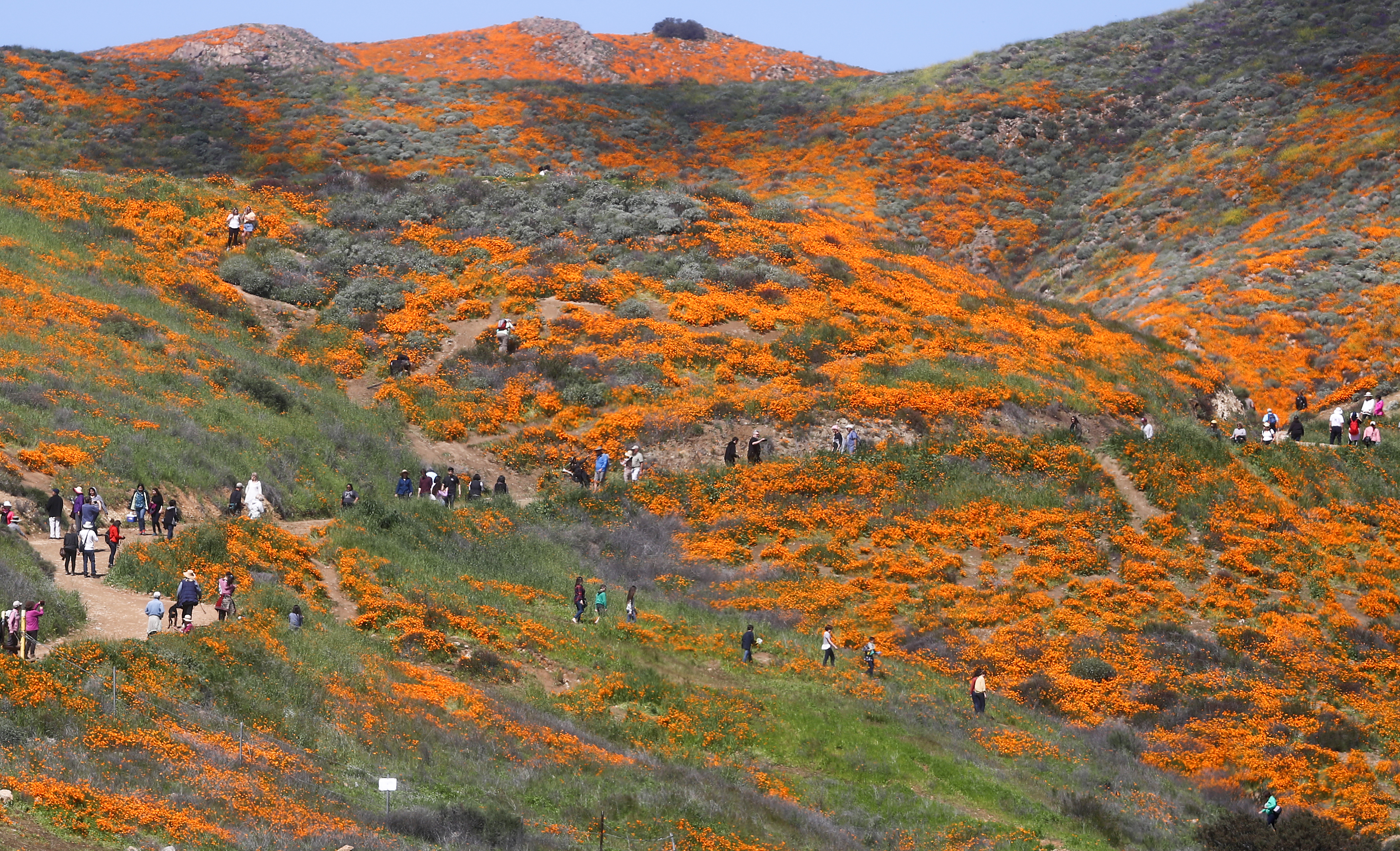 Will California See a Wildflower Superbloom This Spring? | Smart News - Vimarsana News