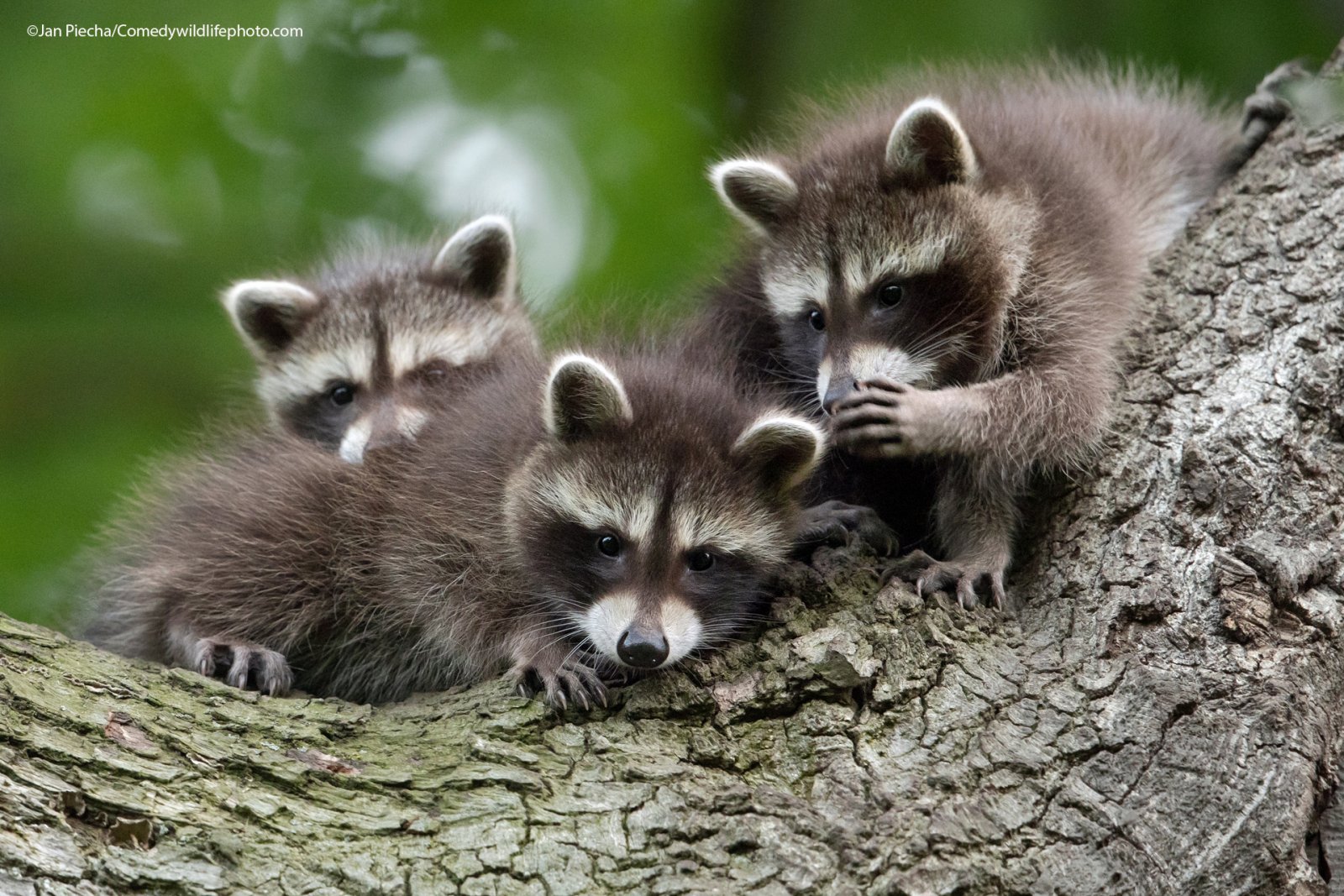 Ten Hilarious Winners of the Comedy Wildlife Photography Awards | Smart News - Vimarsana News