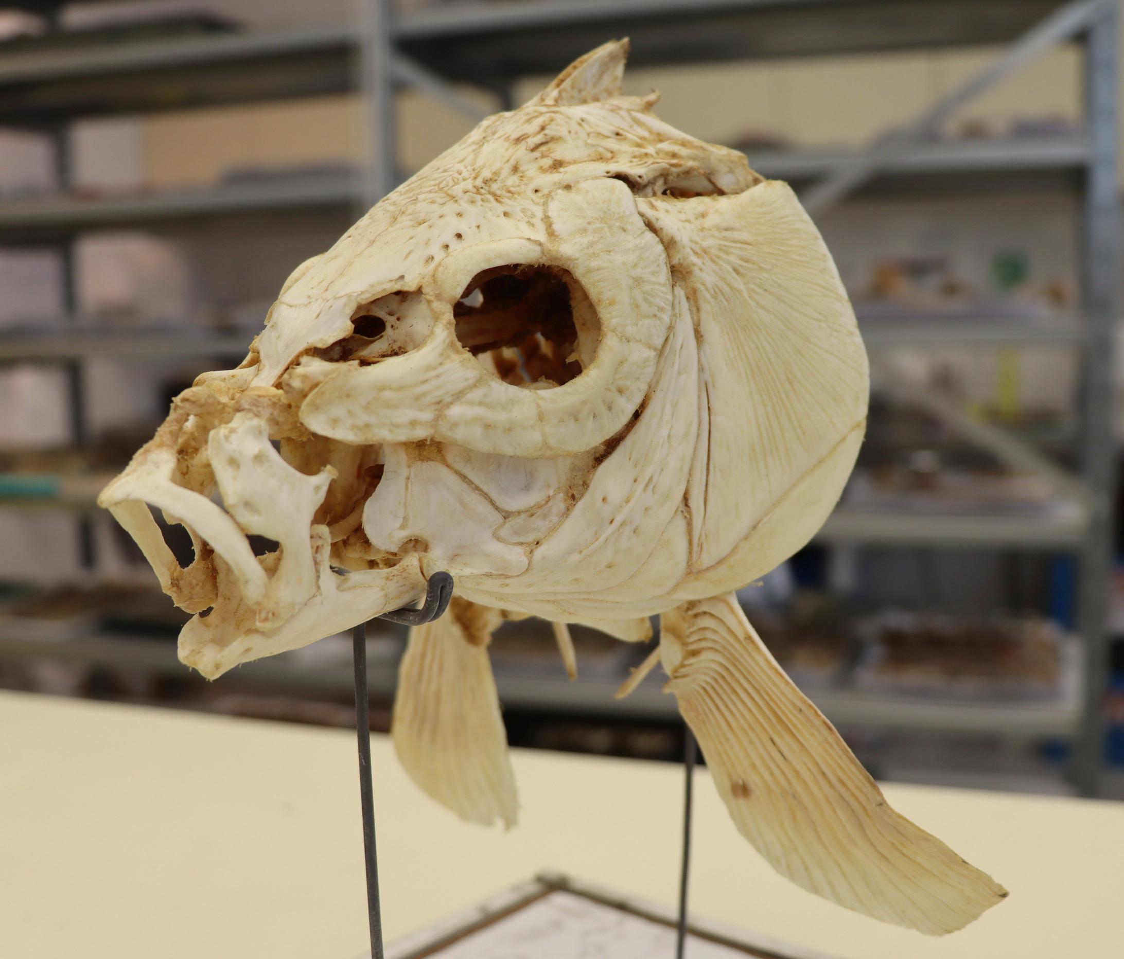 Early Humans May Have Cooked Fish 780,000 Years Ago | Smart News - Vimarsana News