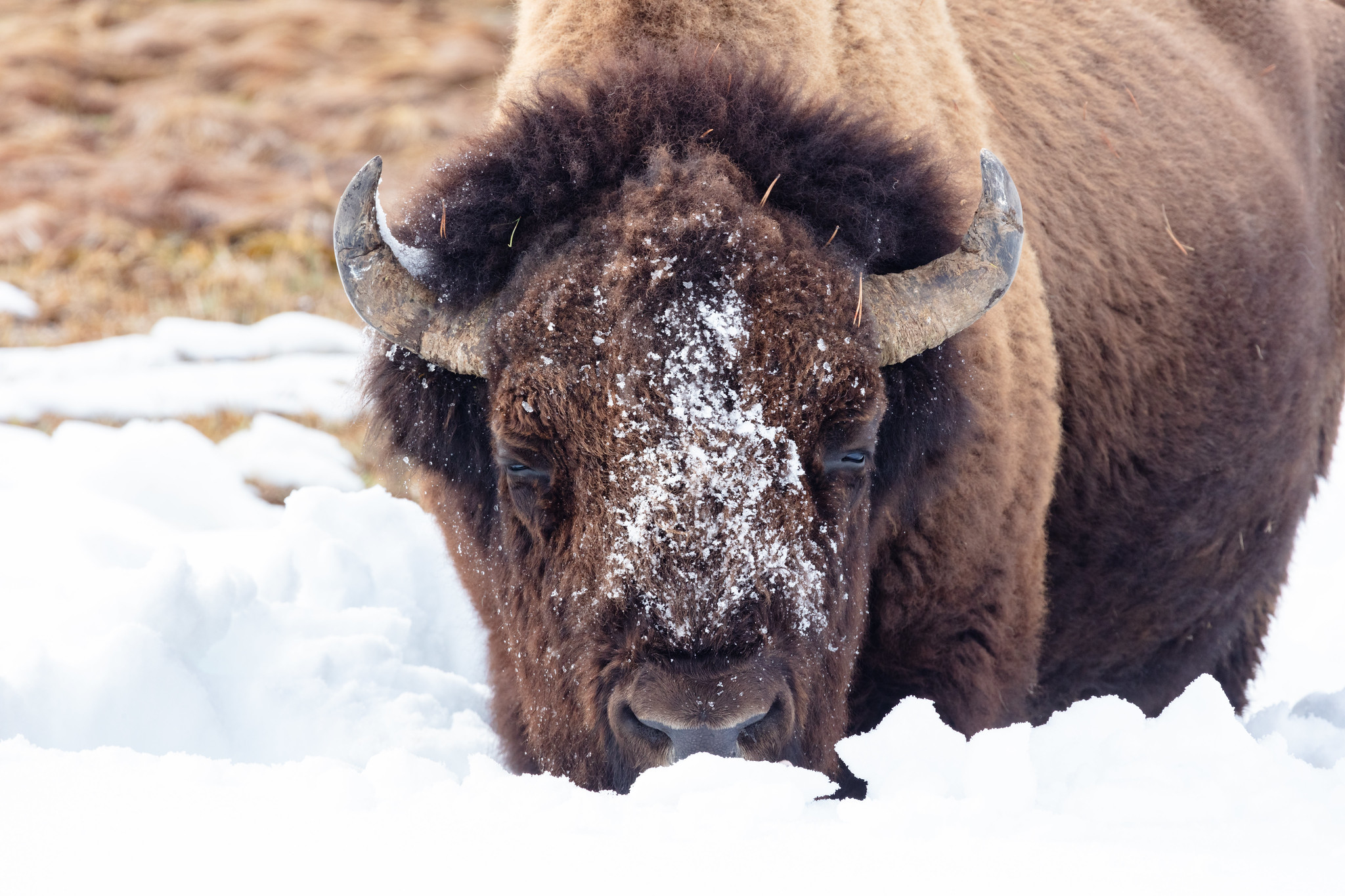 Why Yellowstone Is Selling a Park Pass for the Year 2172 | Smart News - Vimarsana News