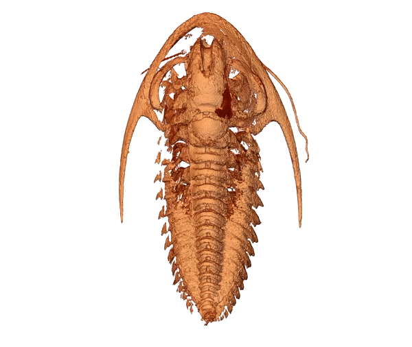 a gif of 3D model of one of the trilobite specimens spinning