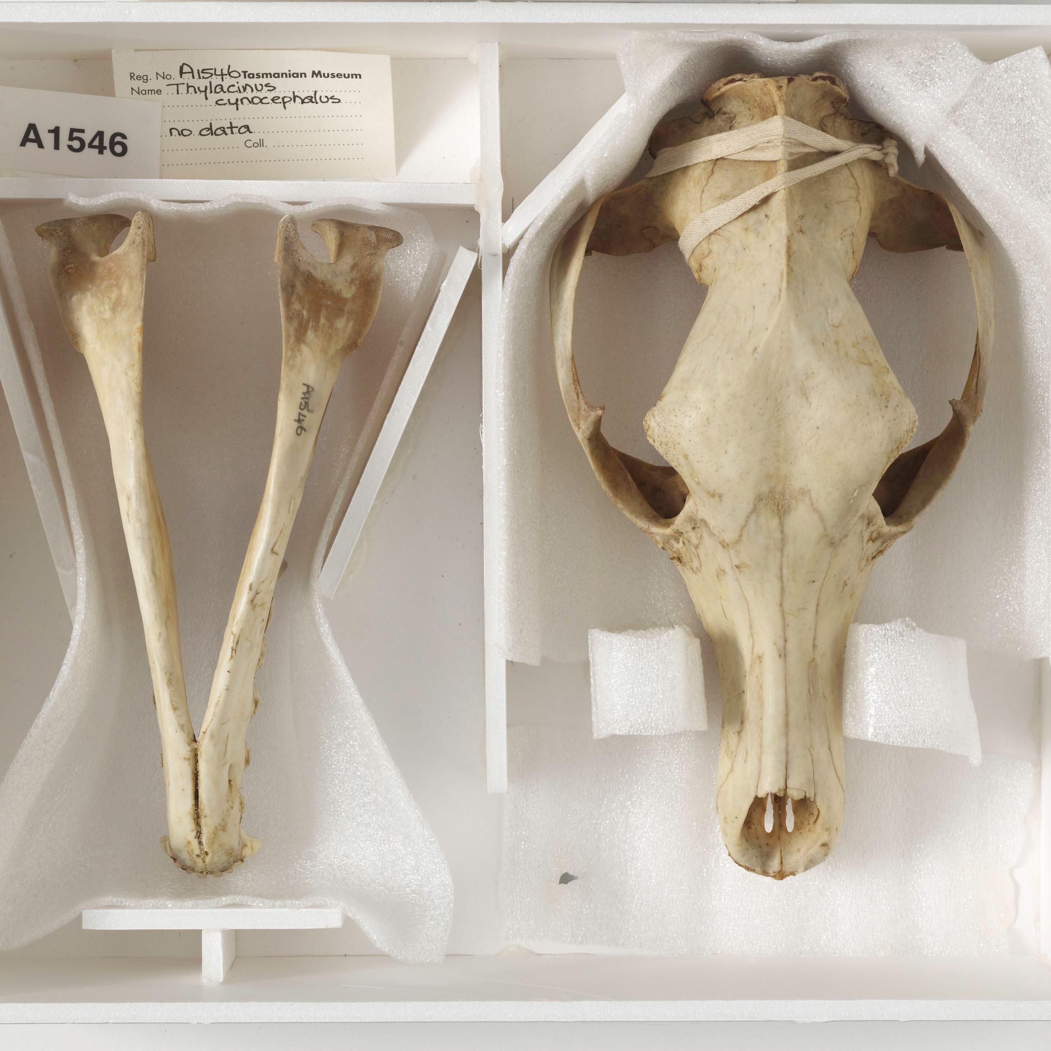Remains of Last Surviving Tasmanian Tiger Discovered in Museum Cabinet | Smart News - Vimarsana News