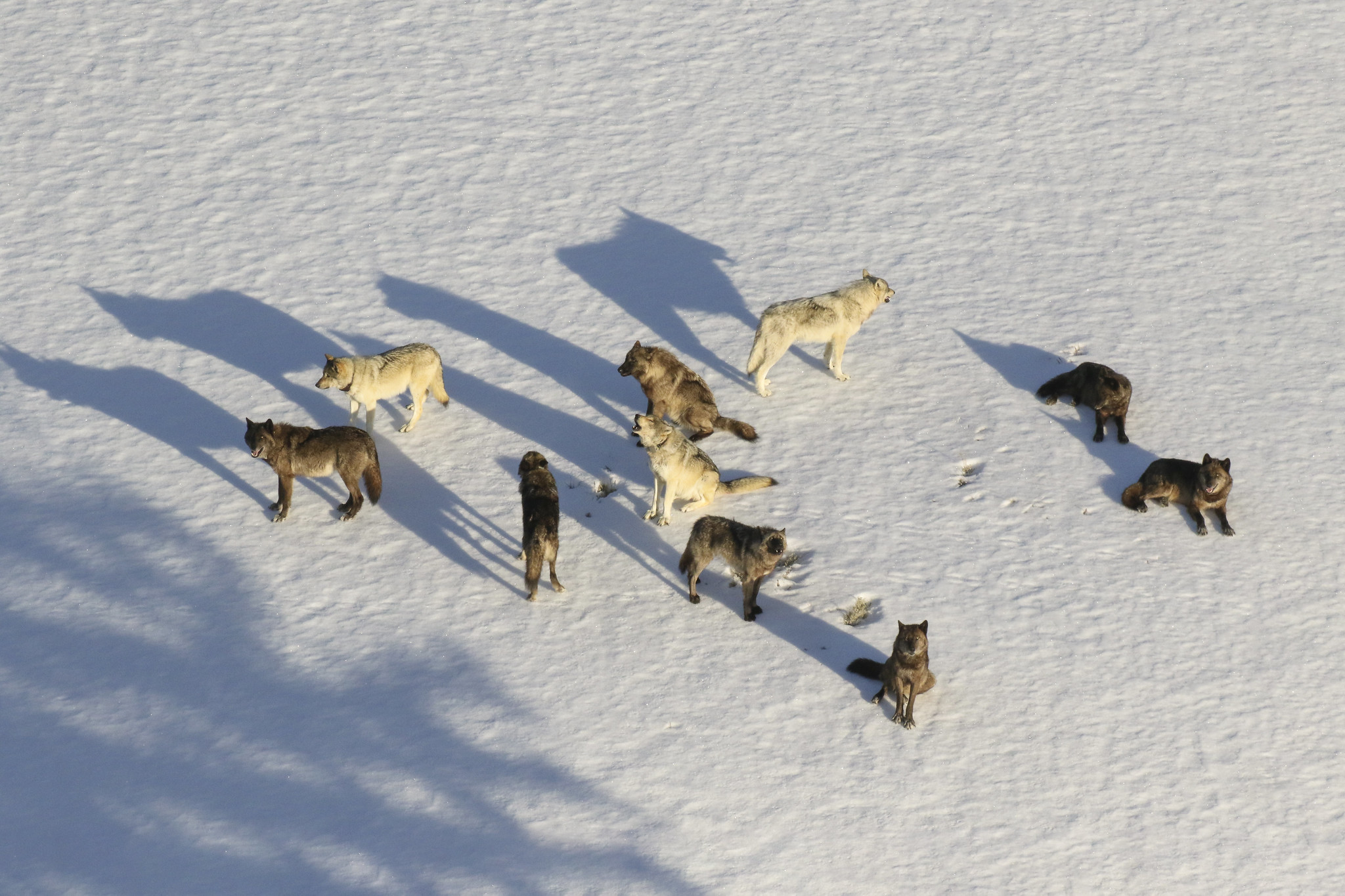 Hunters Have Killed 24 Yellowstone Gray Wolves So Far This Season—the Most in Over 25 Years | Smart News - Vimarsana News