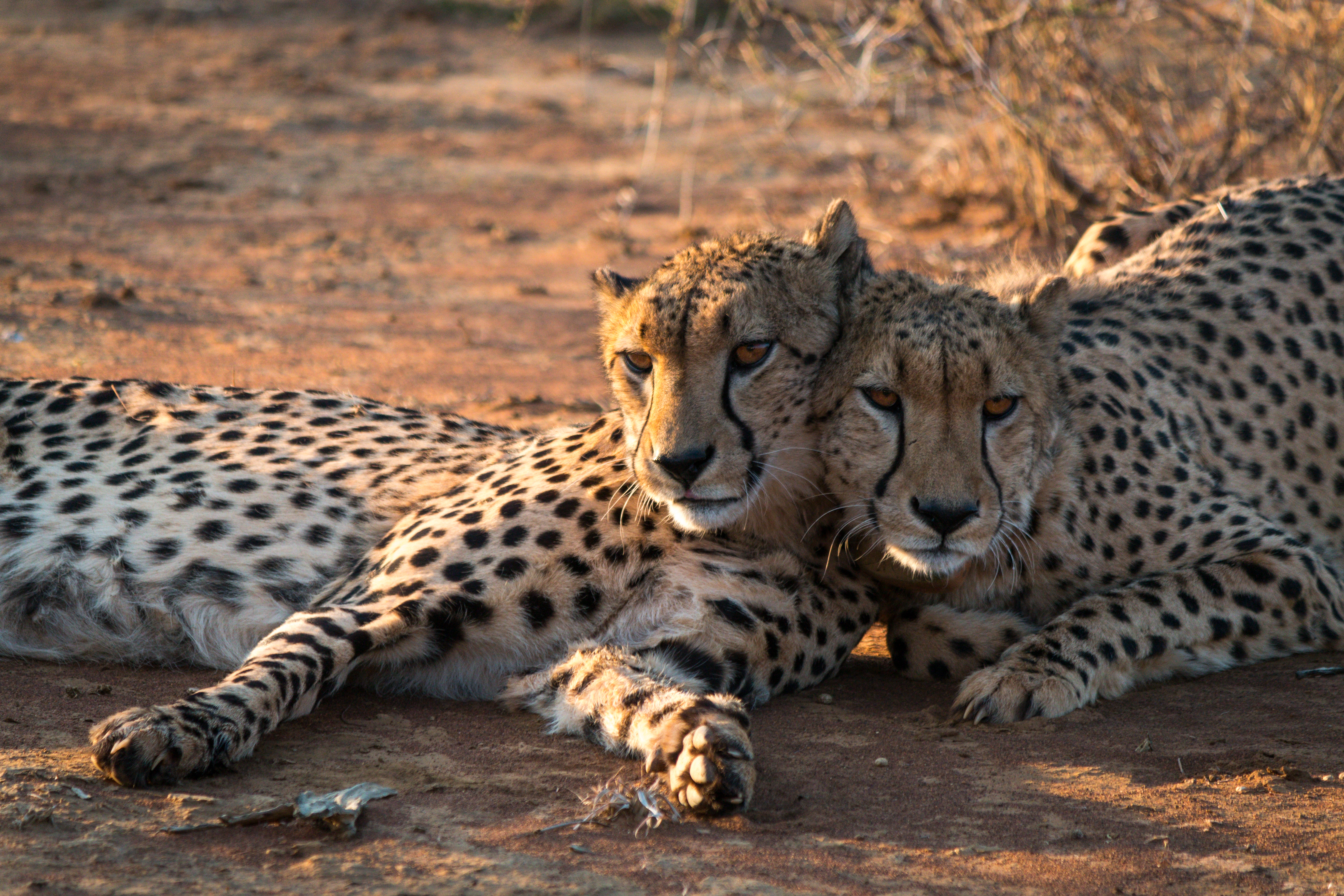 Cheetahs Will Soon Be Reintroduced to India | Smart News - Vimarsana News