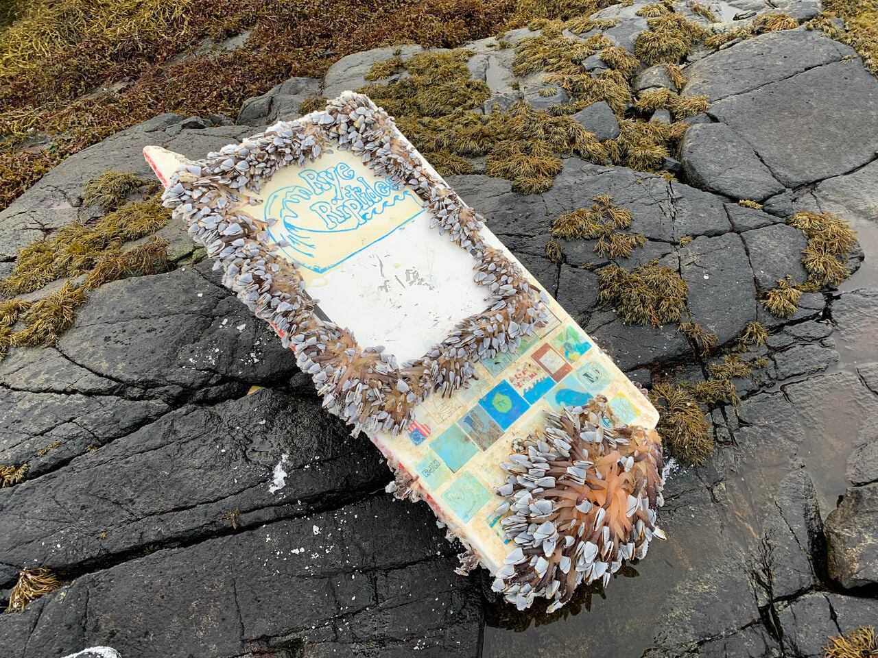After 462 Days At Sea, a Mini Boat Launched by New Hampshire Middle School Students Washed Ashore in Norway | Smart News - Vimarsana News