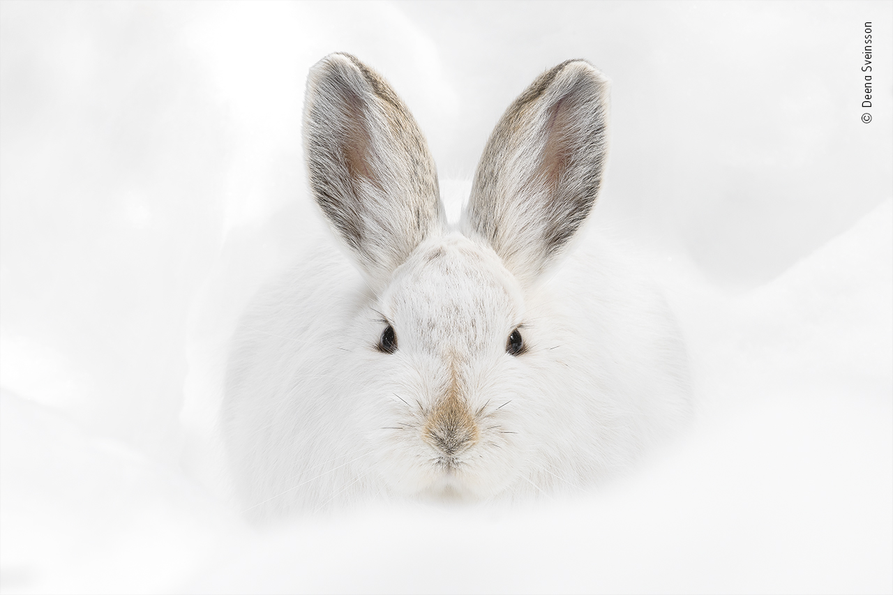 See 25 Stunning Images From the Wildlife Photographer of the Year Contest | Smart News - Vimarsana News