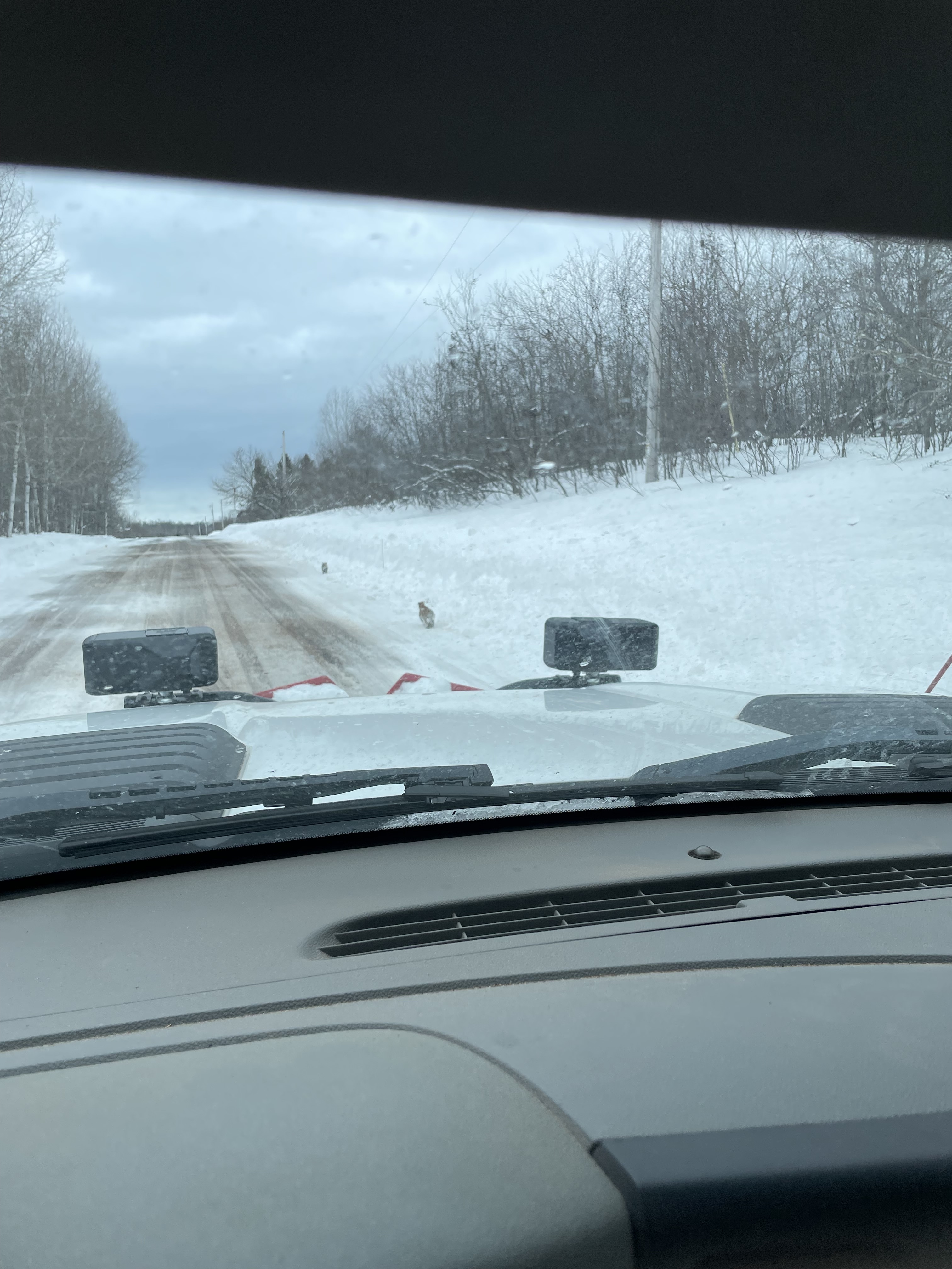 Two kittens as viewed through the windshield of a vehicle