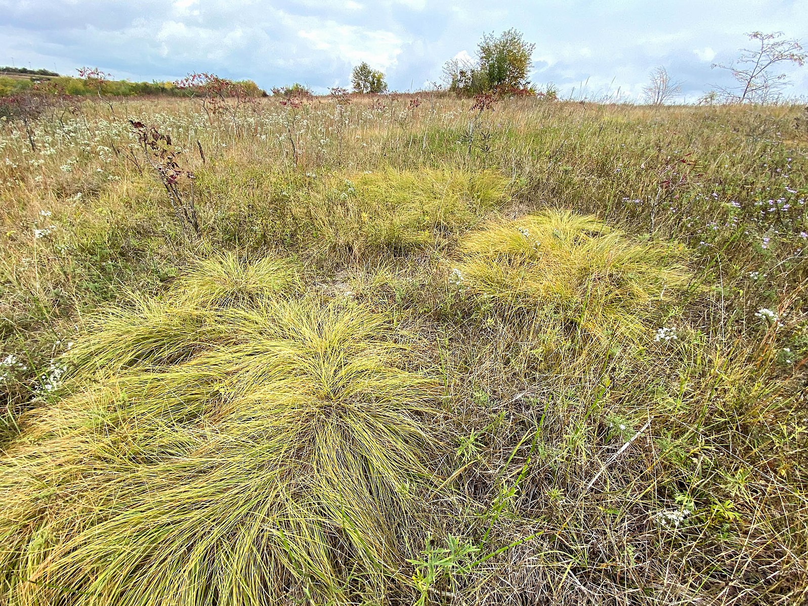 10,000-Year-Old Rare Prairie Land and Rusty Patched Bumblebee Threatened by Airport Construction in Illinois | Smart News - Vimarsana News
