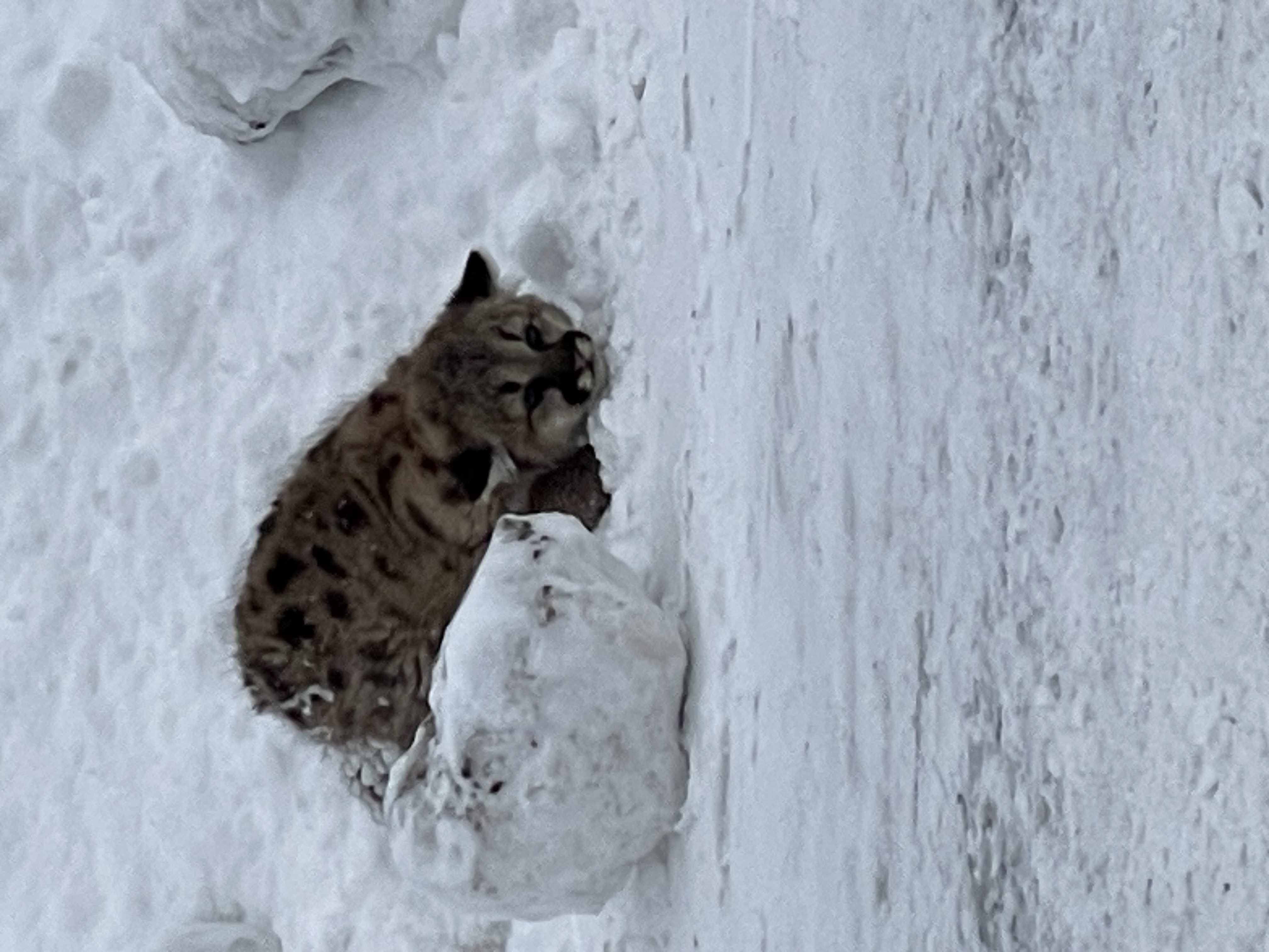 Cougar cub crouched in snow
