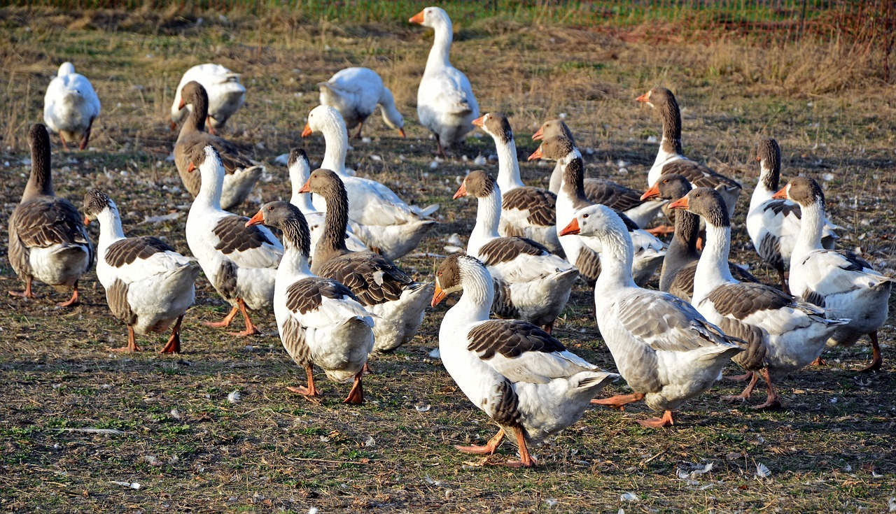 New Study Suggests Geese Were the First Domesticated Birds | Smart News - Vimarsana News