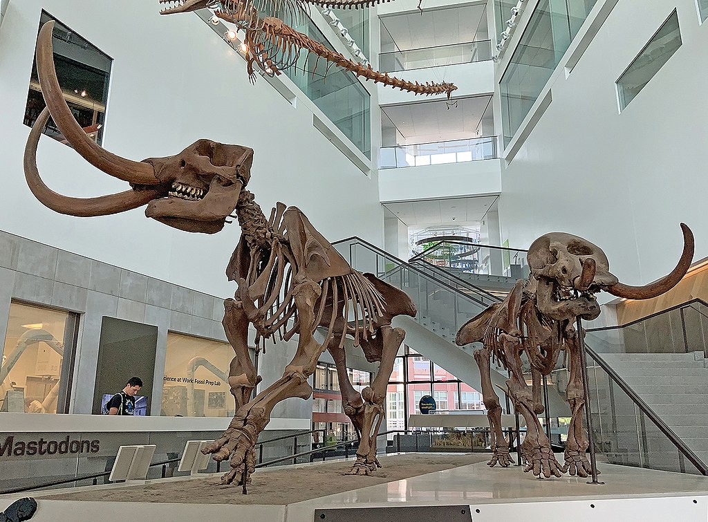 Construction Crews Stumble Upon Mastodon Skeleton in Michigan | Smart News - Vimarsana News