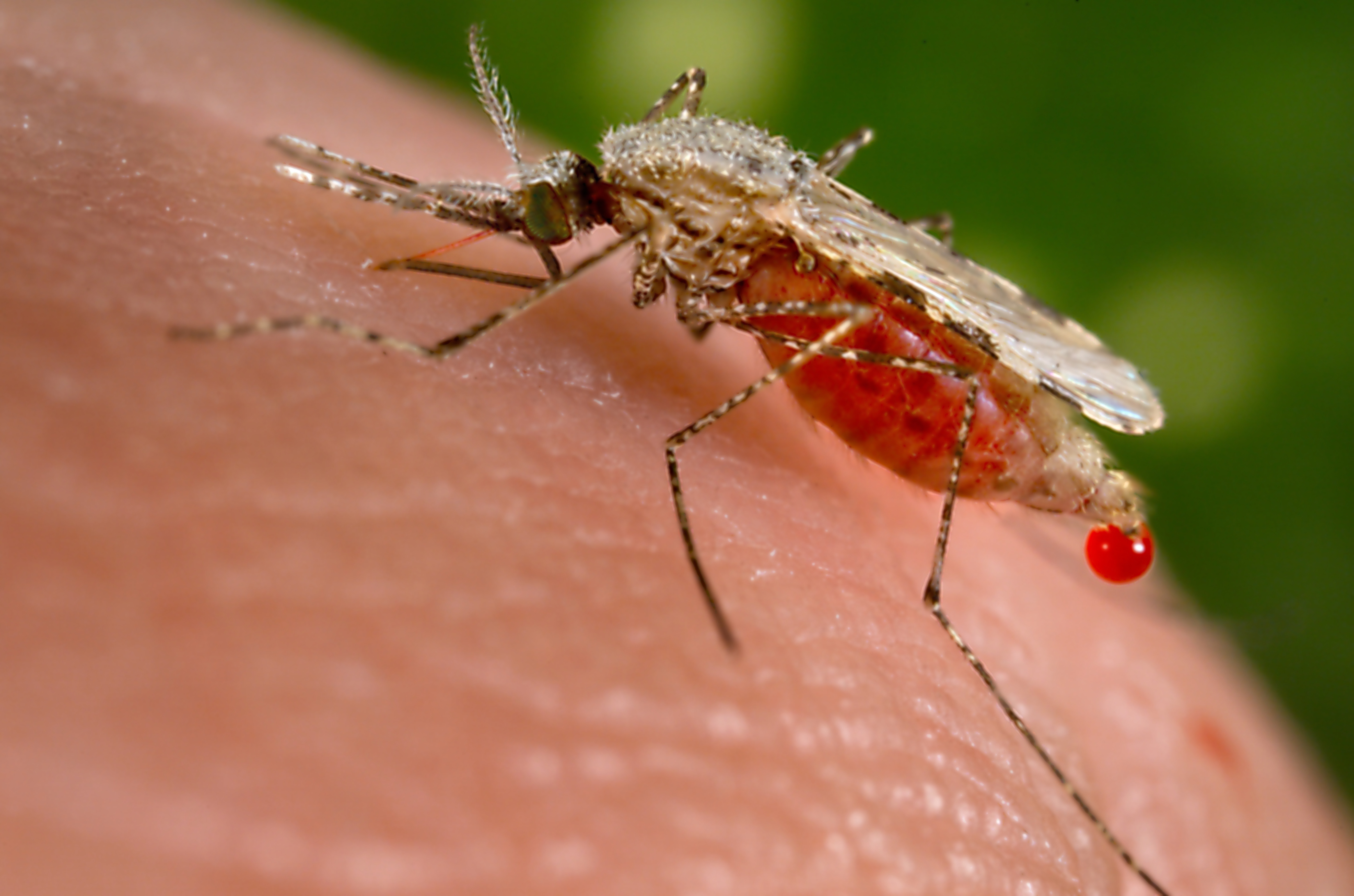 Invasive Mosquito Tied to Malaria Outbreak in Ethiopia | Smart News - Vimarsana News