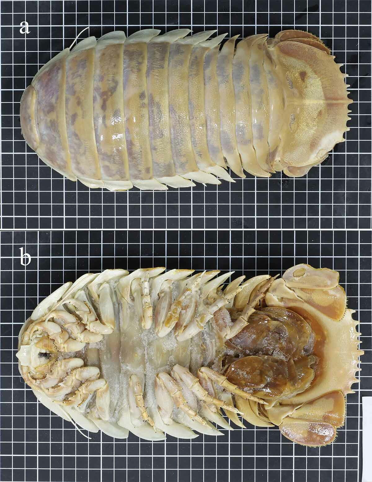 New Species of Deep Sea Isopod Discovered | Smart News - Vimarsana News