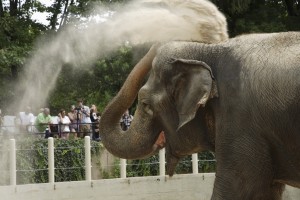 national-zoos-asian-elephant-ambika-covers-her-head-and-back-with-dirt-to-protect-herself-from-the-sun-300x200.jpg