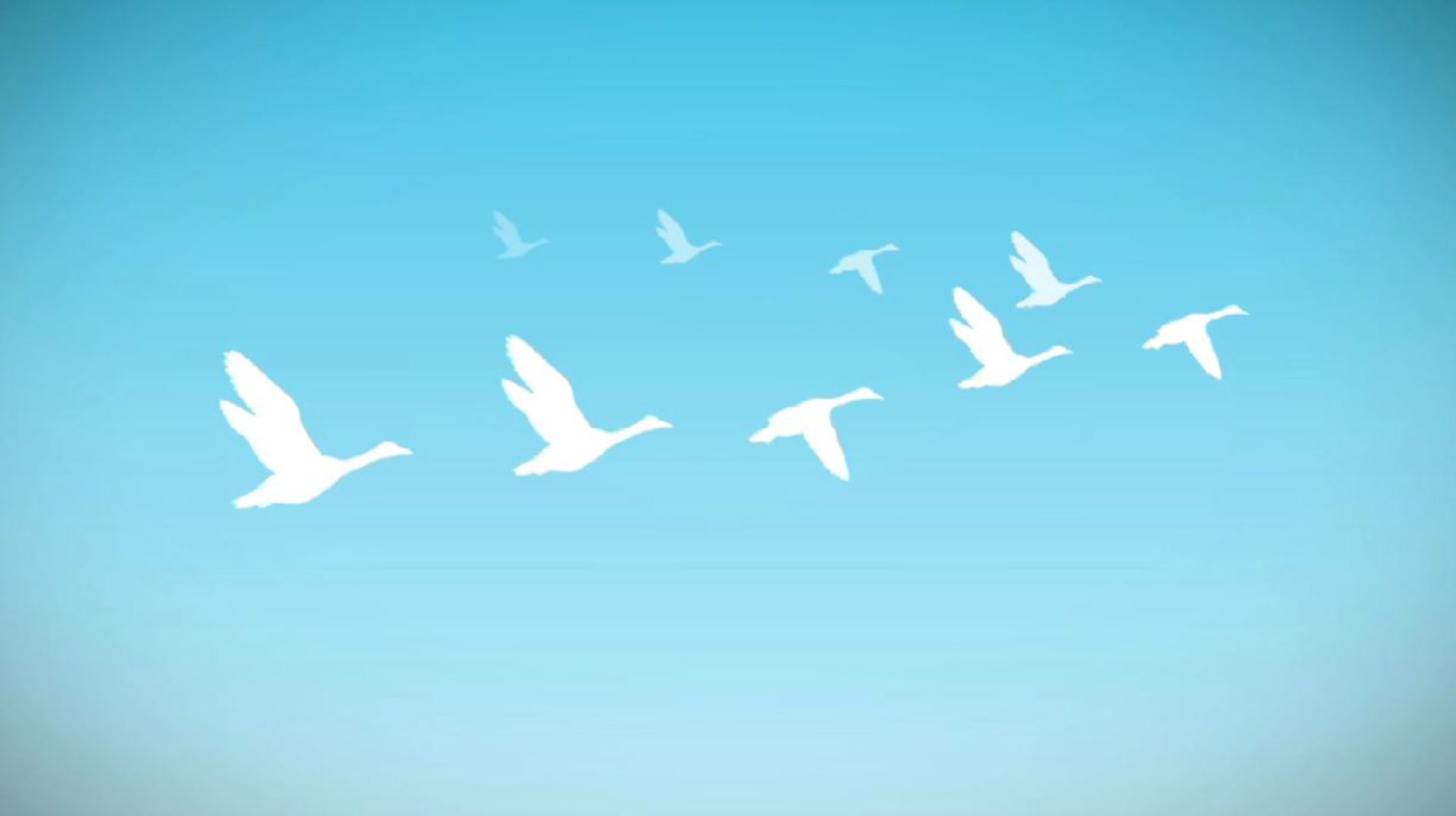 Ask Smithsonian Why Do Geese Fly in a V? Smithsonian Magazine