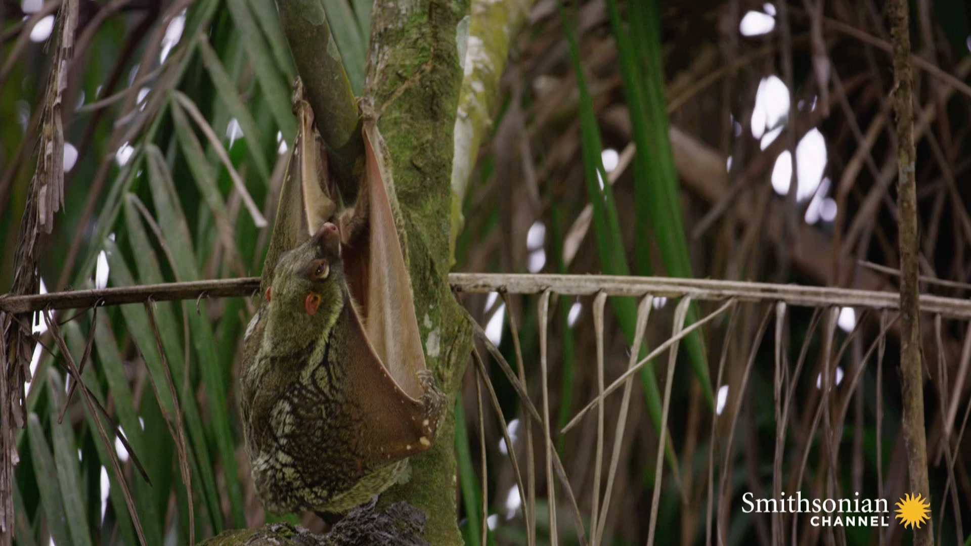 Stunning Footage of a Kubong Gliding Through the Trees Smithsonian Magazine