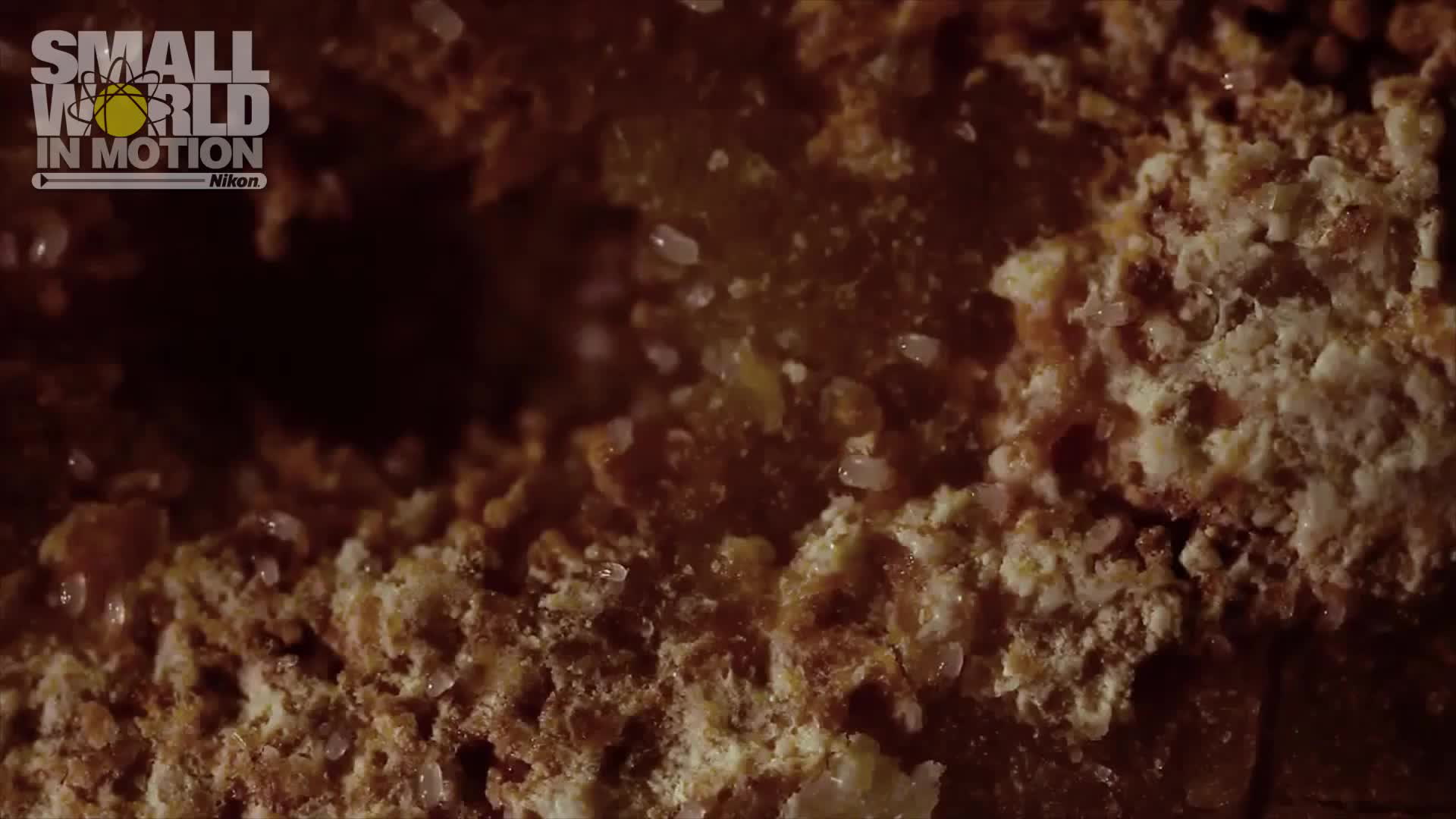 Cheese Bug Inside Cheese Mites - Dr. Scott Chimileski Smithsonian Magazine