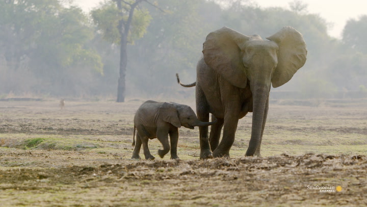 Why Elephant Moms Always Stay Close to Their Calves Smithsonian Magazine