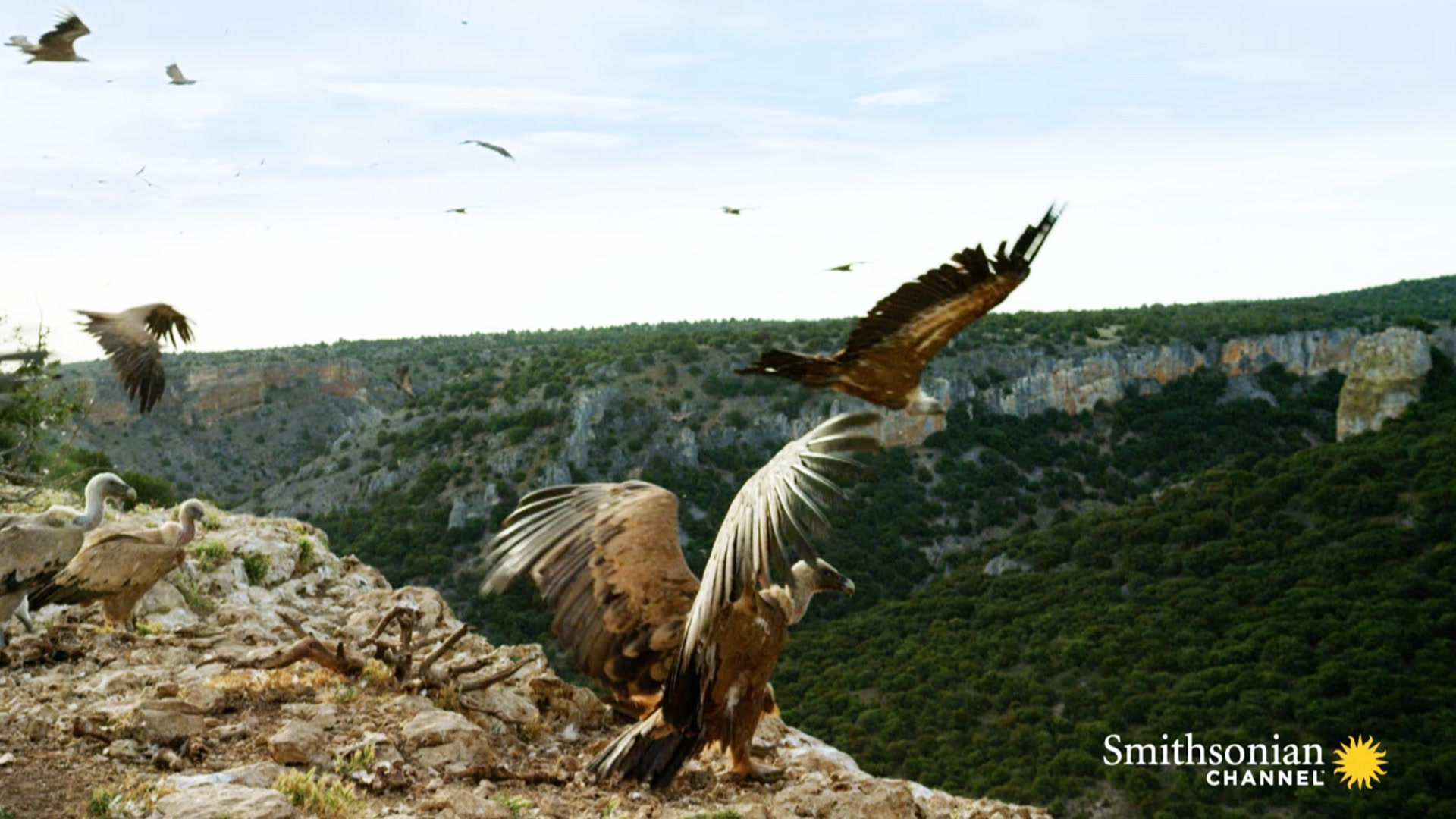 Griffon Vultures Depend on the Sun to Fly. Why? Smithsonian Magazine