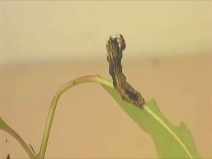 Zombie Caterpillar Smithsonian Magazine
