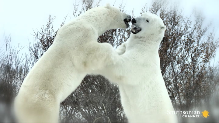 A Beloved Alpha Polar Bear Near the End of His Life Smithsonian Magazine