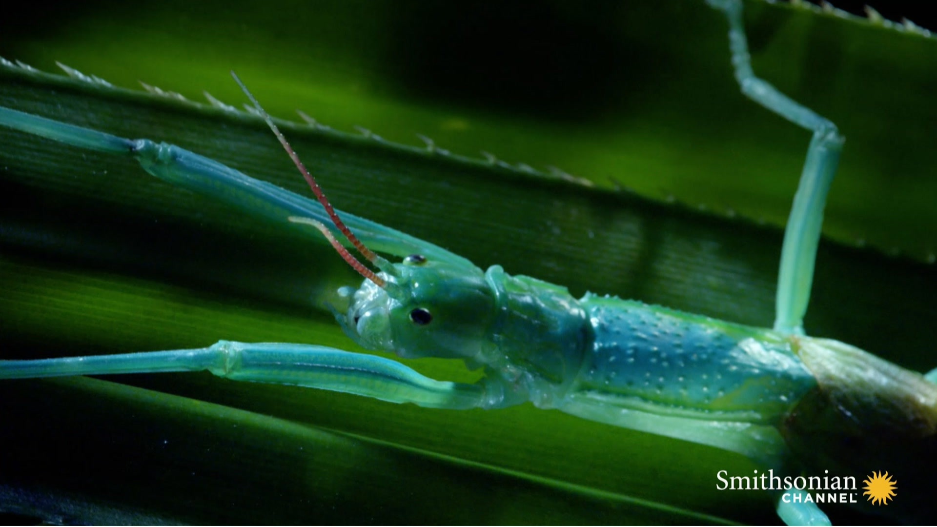 Why Do Insects Hate the Smell of Peppermint? Smithsonian Magazine