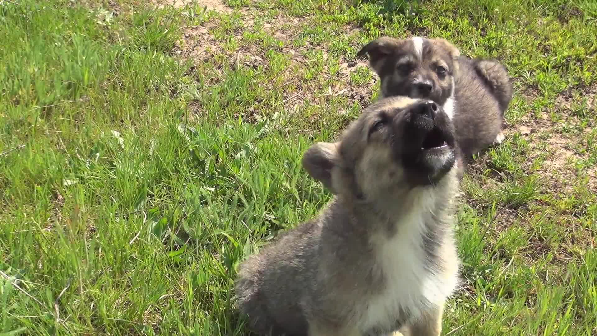 Ask Smithsonian Why Does My Dog Howl at Sirens? Smithsonian Magazine