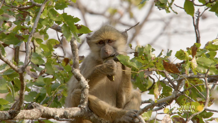 Bouncing Baboons Navigate Tall Grass Smithsonian Magazine