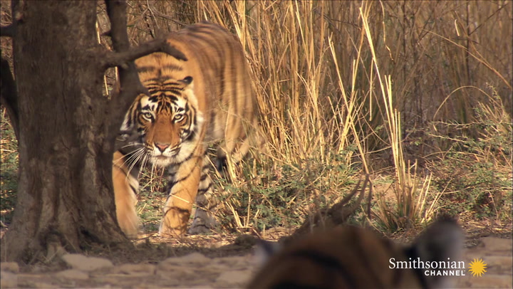 Alpha Male Tiger Forces This Cub to Submit Smithsonian Magazine