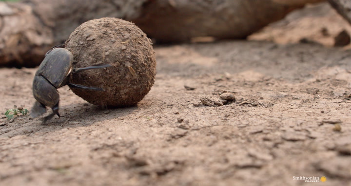 Is This African Insect the Strongest in the World? Smithsonian Magazine