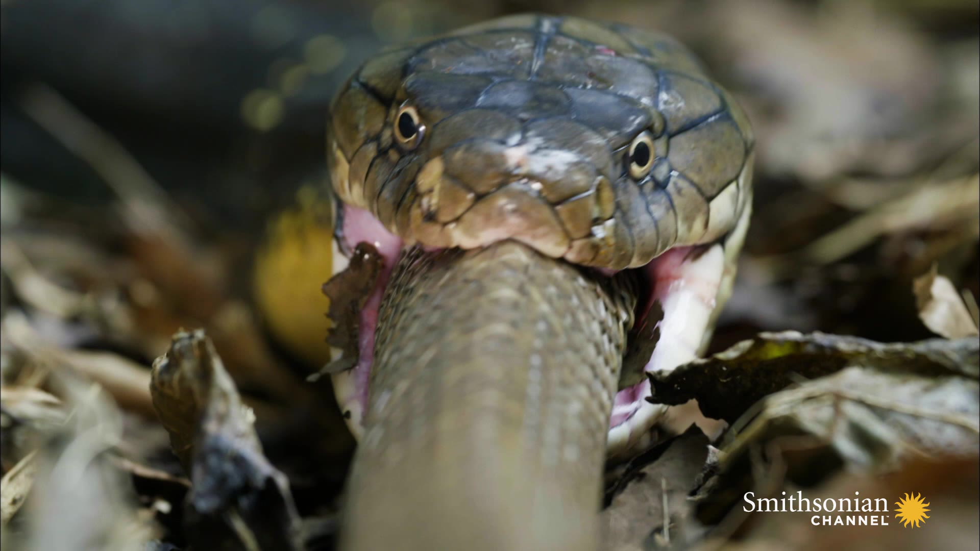 Warning: Here's a King Cobra Swallowing Another Snake Whole Smithsonian ...