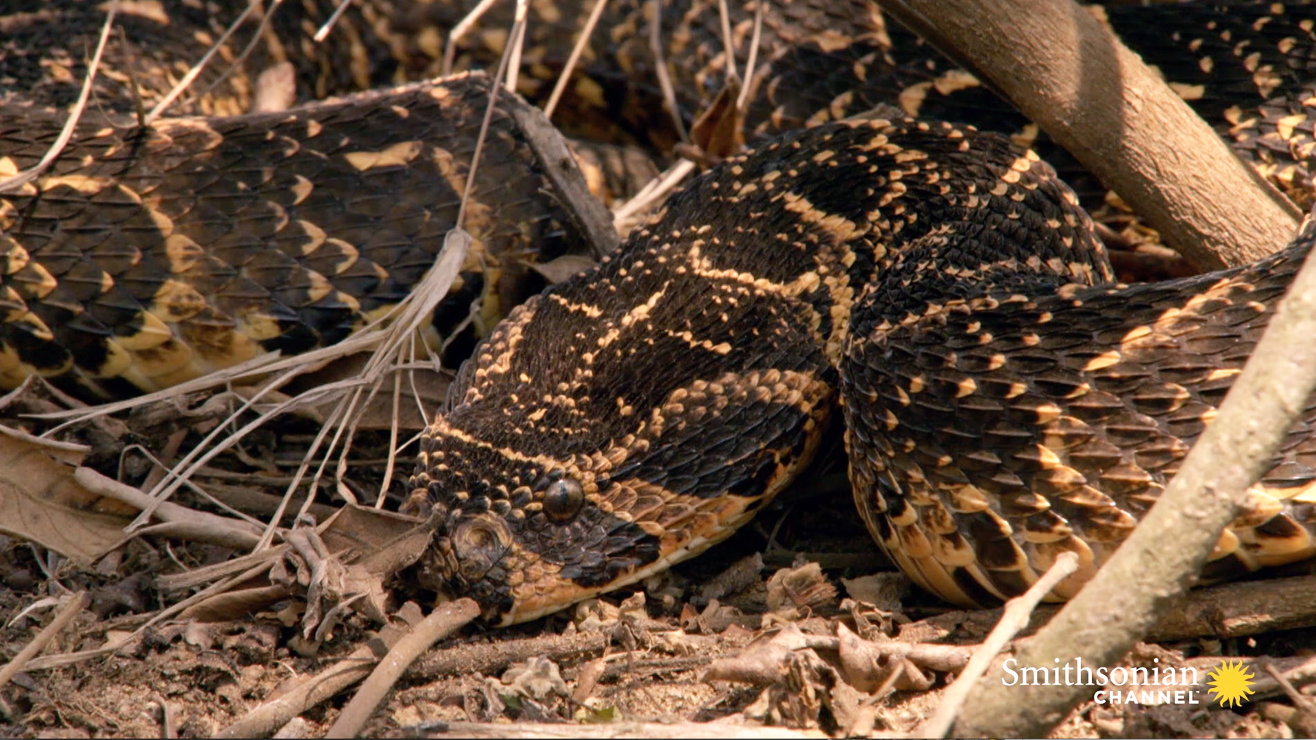 What Can a Puff Adder Snake Bite Do to a Rhino? Smithsonian Magazine