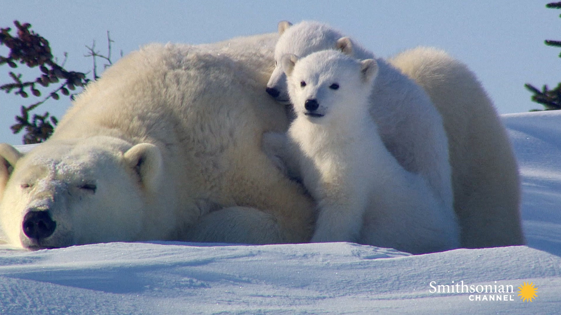 Incredibly Cute Polar Bear Cubs See the World for First Time ...