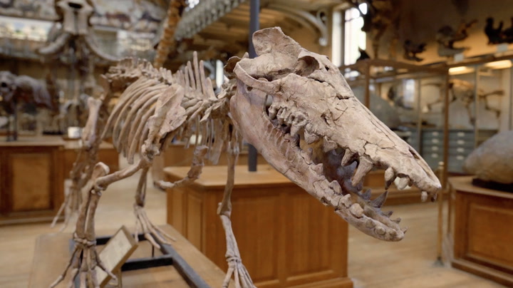 Why This Whale Ancestor Is an Evolutionary Surprise Smithsonian Magazine